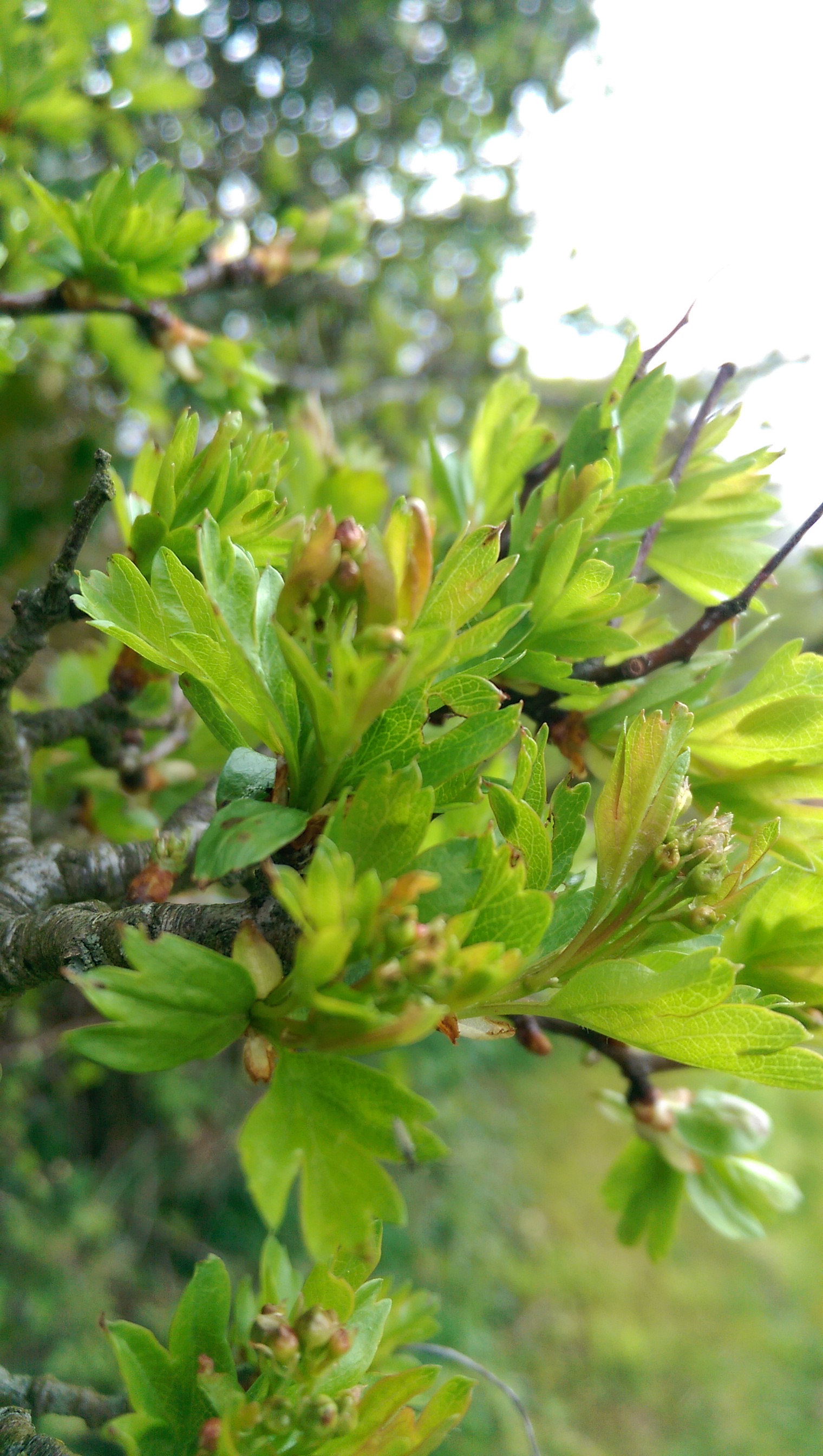 IMAG0055.jpg