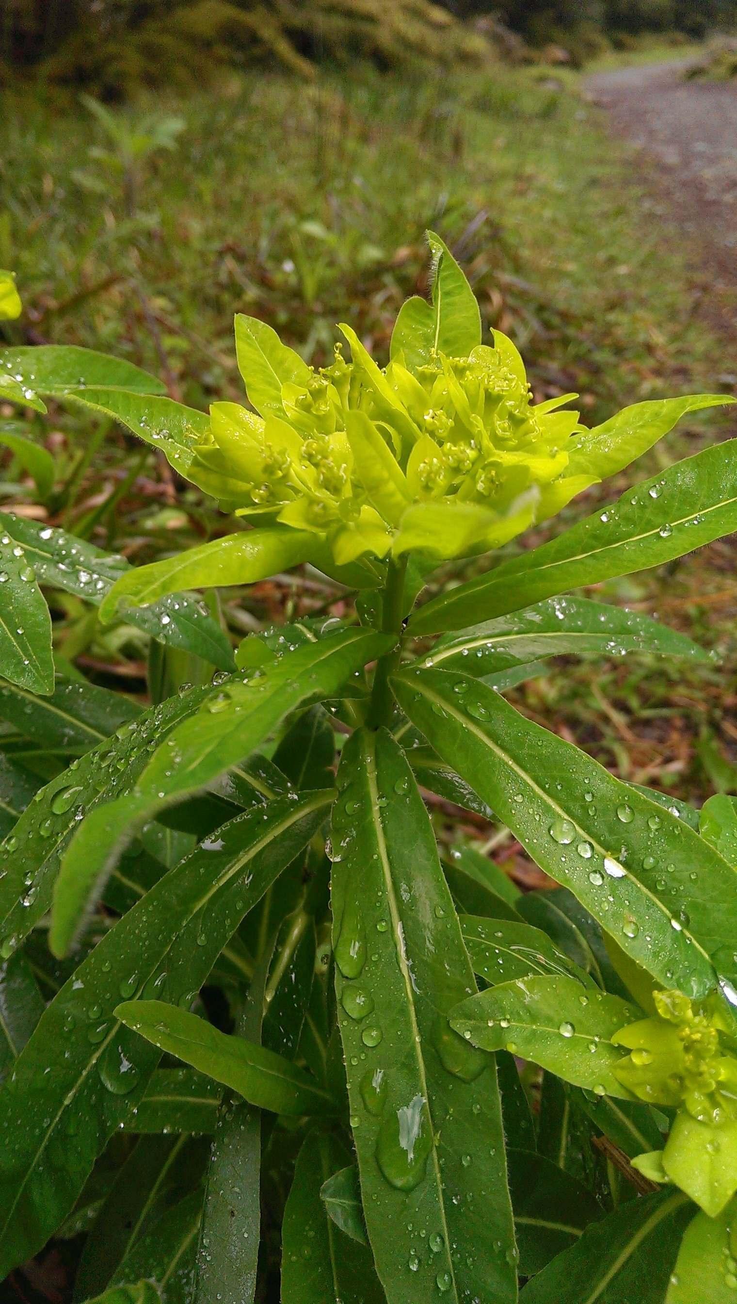 IMAG0136.jpg