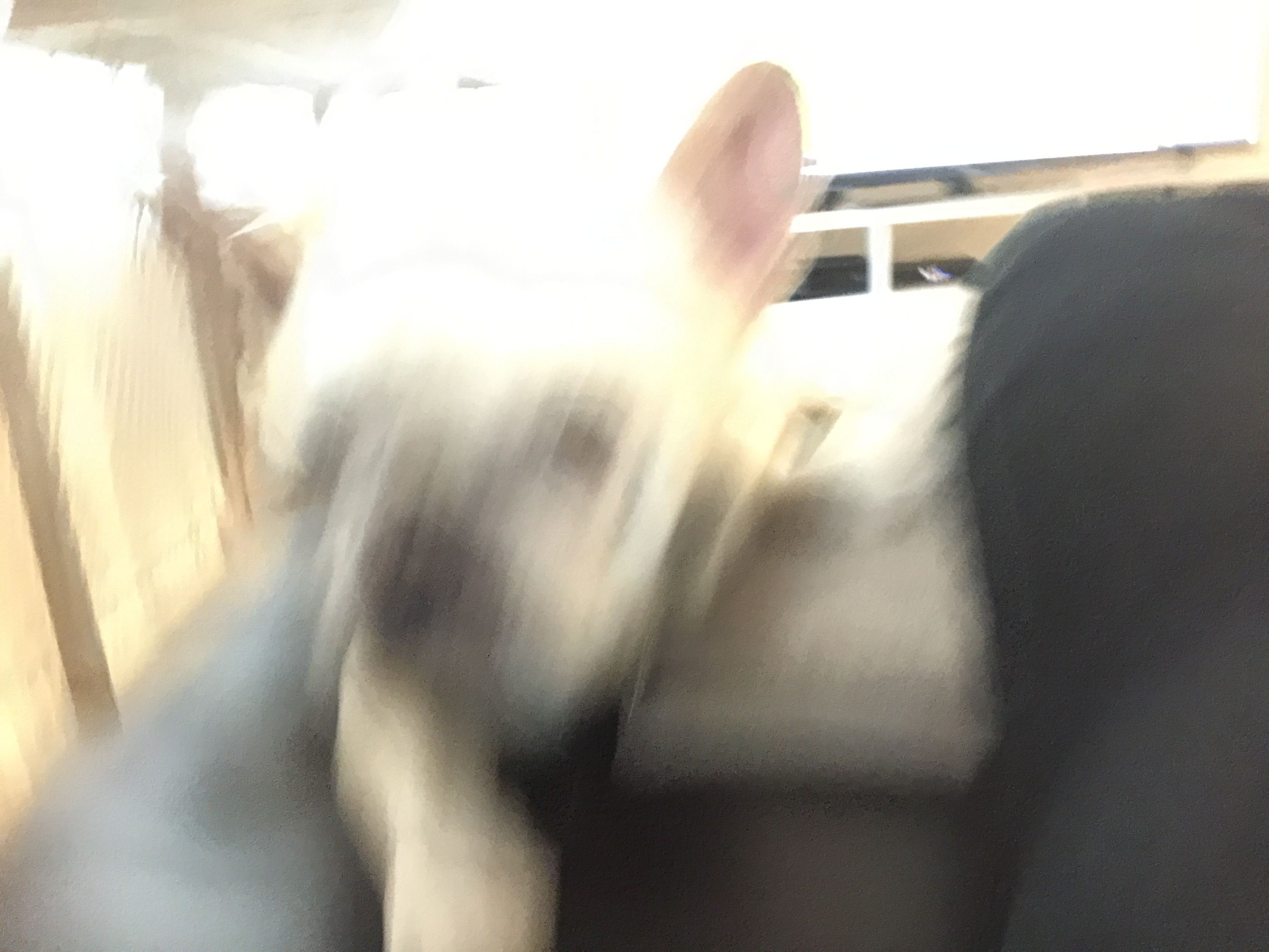 image.jpeg