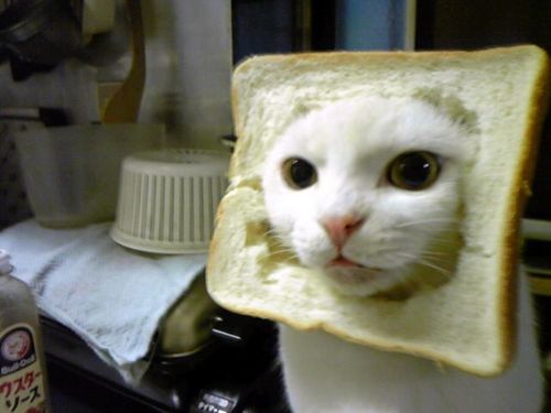 imagesinbread-cat.jpg