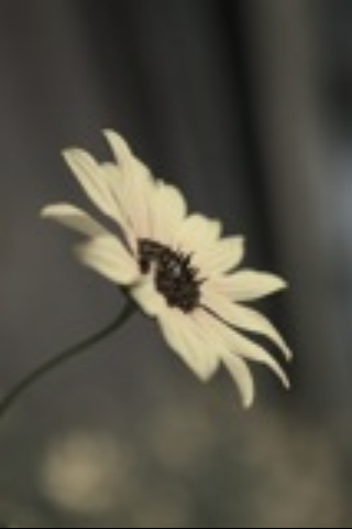 IMG_0002.PNG