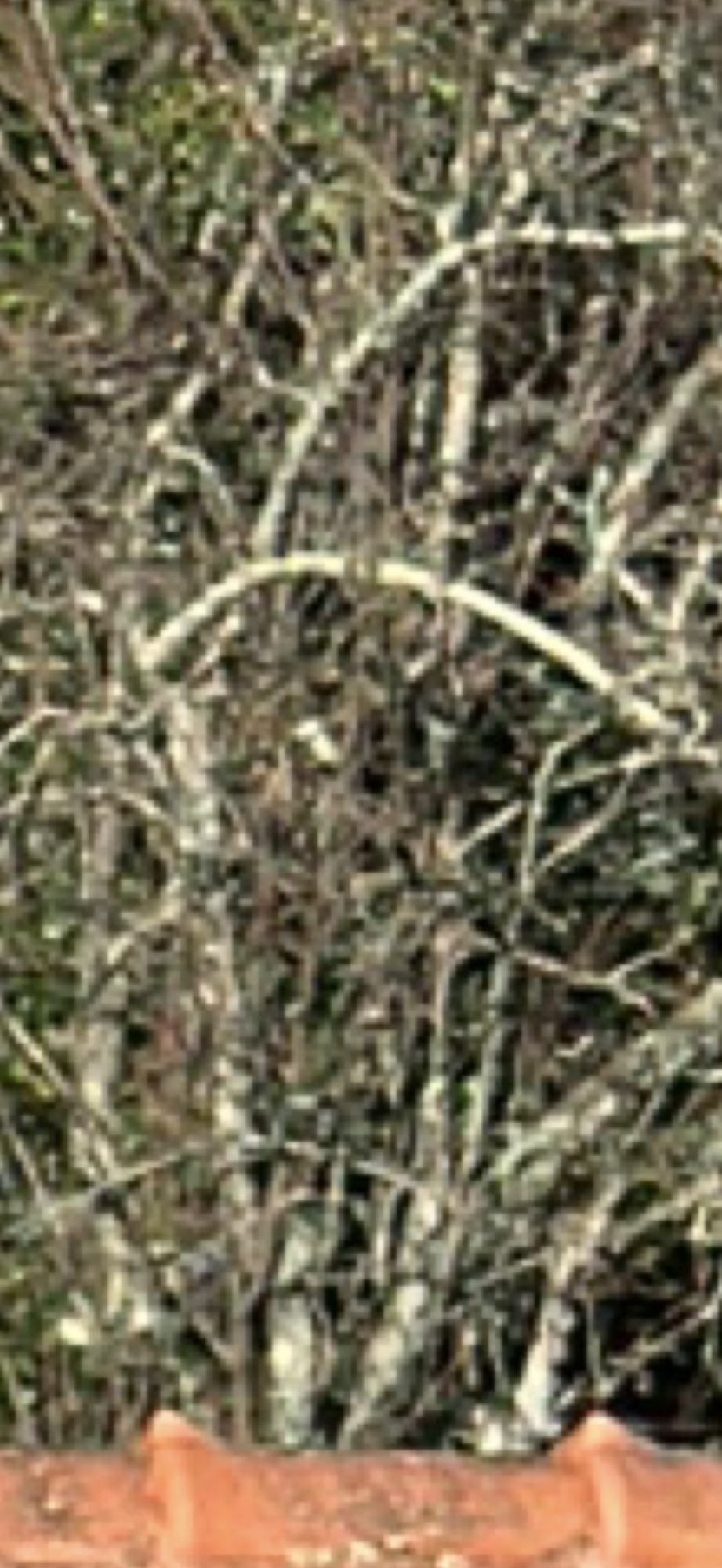 IMG_0006.png