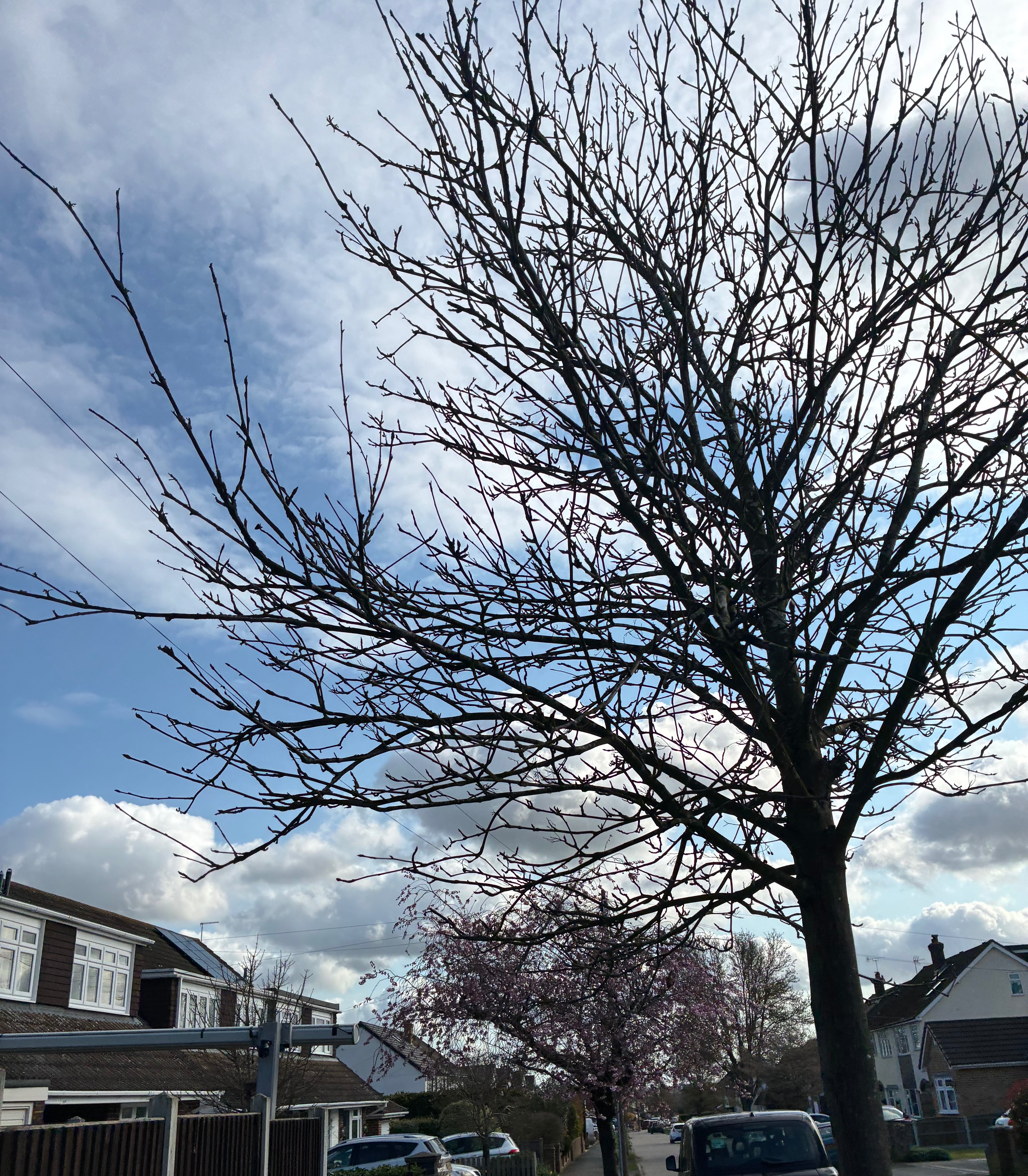 IMG_0019.jpeg