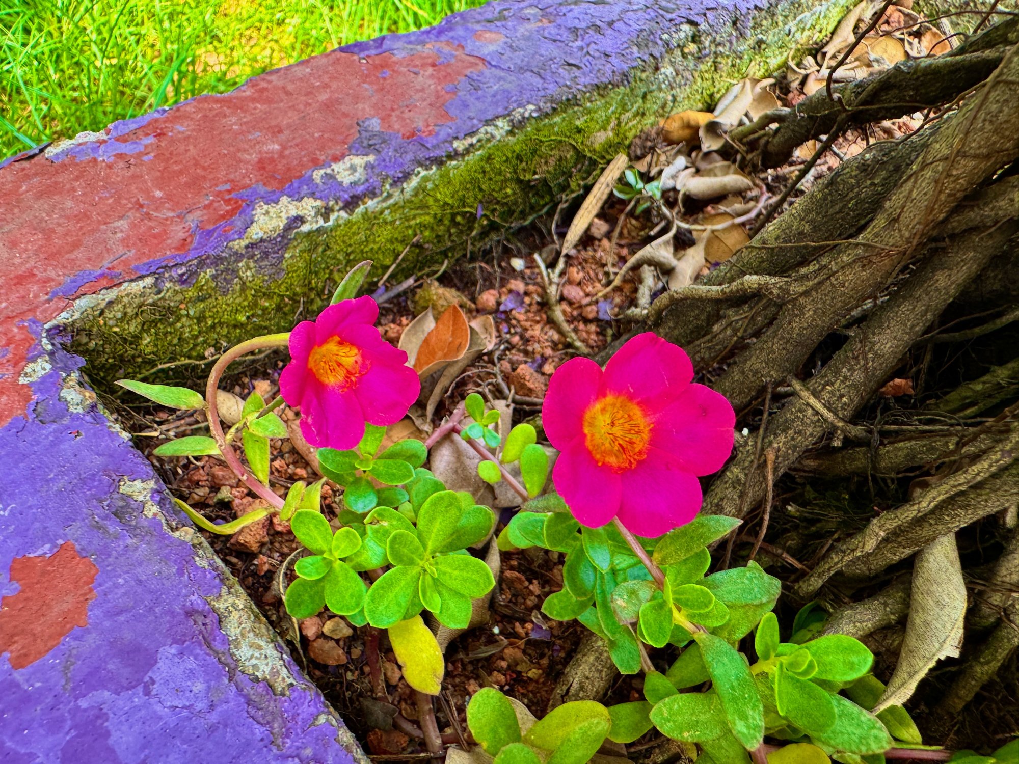 IMG_0024.jpeg