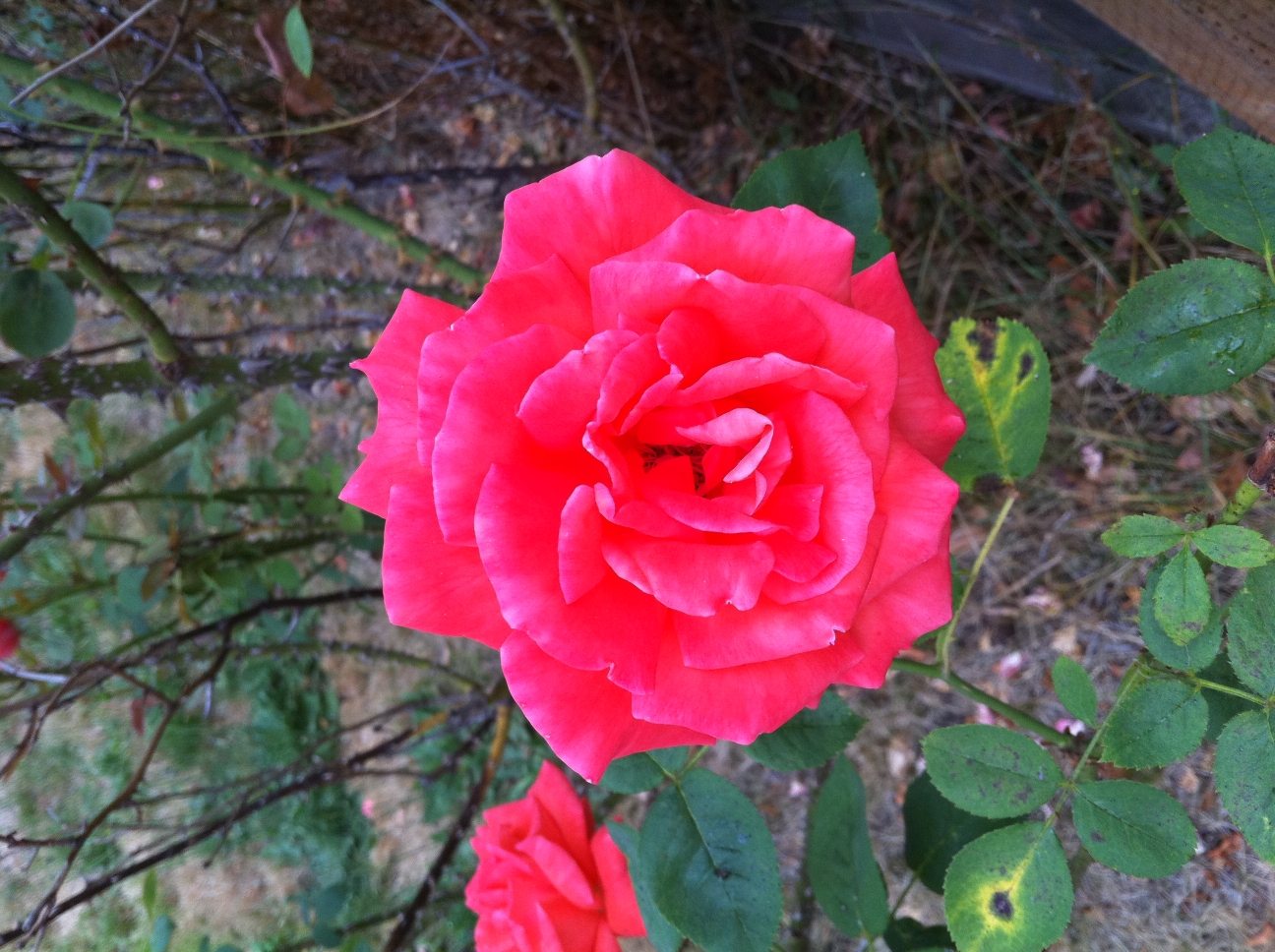 IMG_0063a.jpg