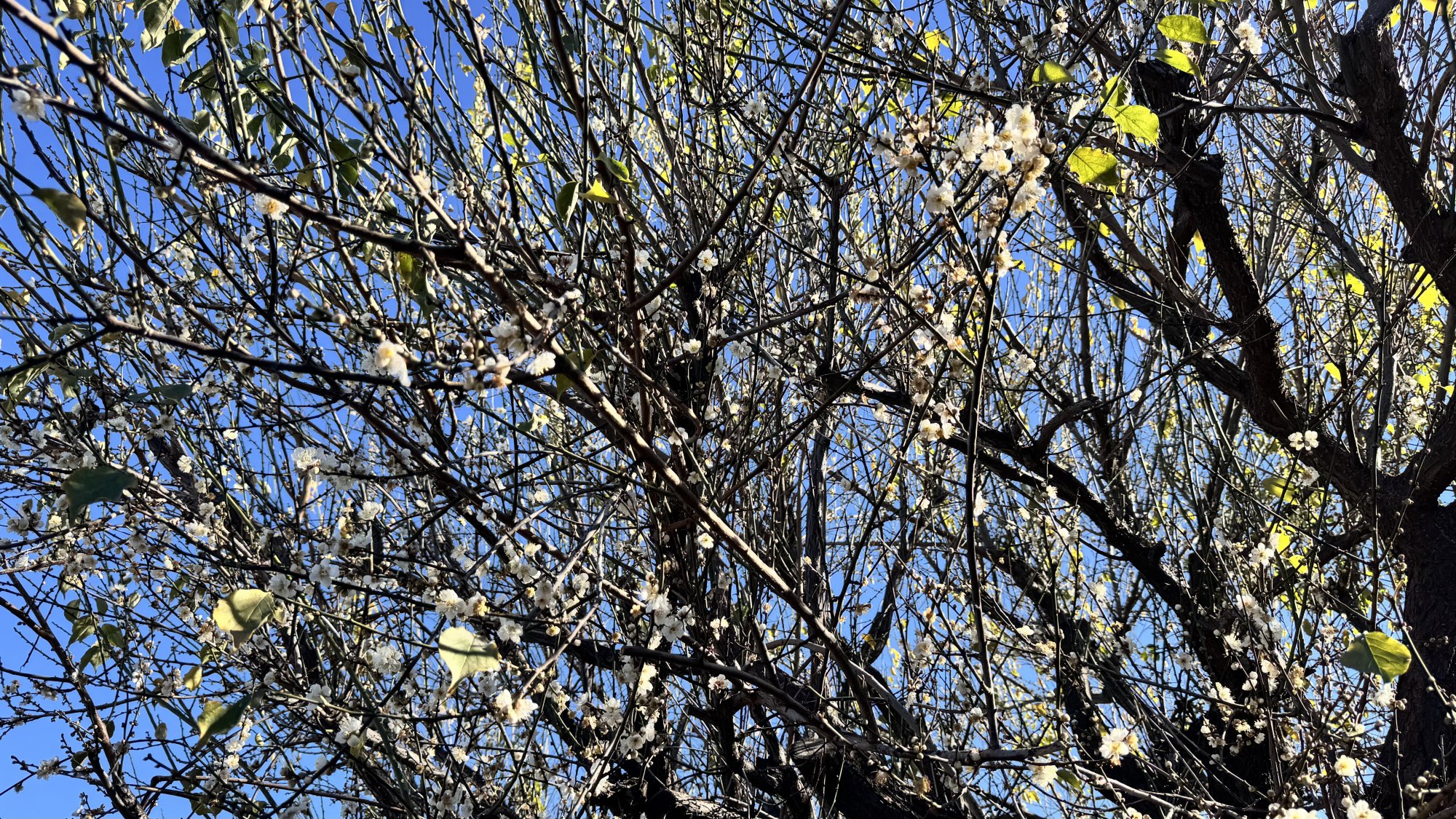 IMG_0215.jpeg