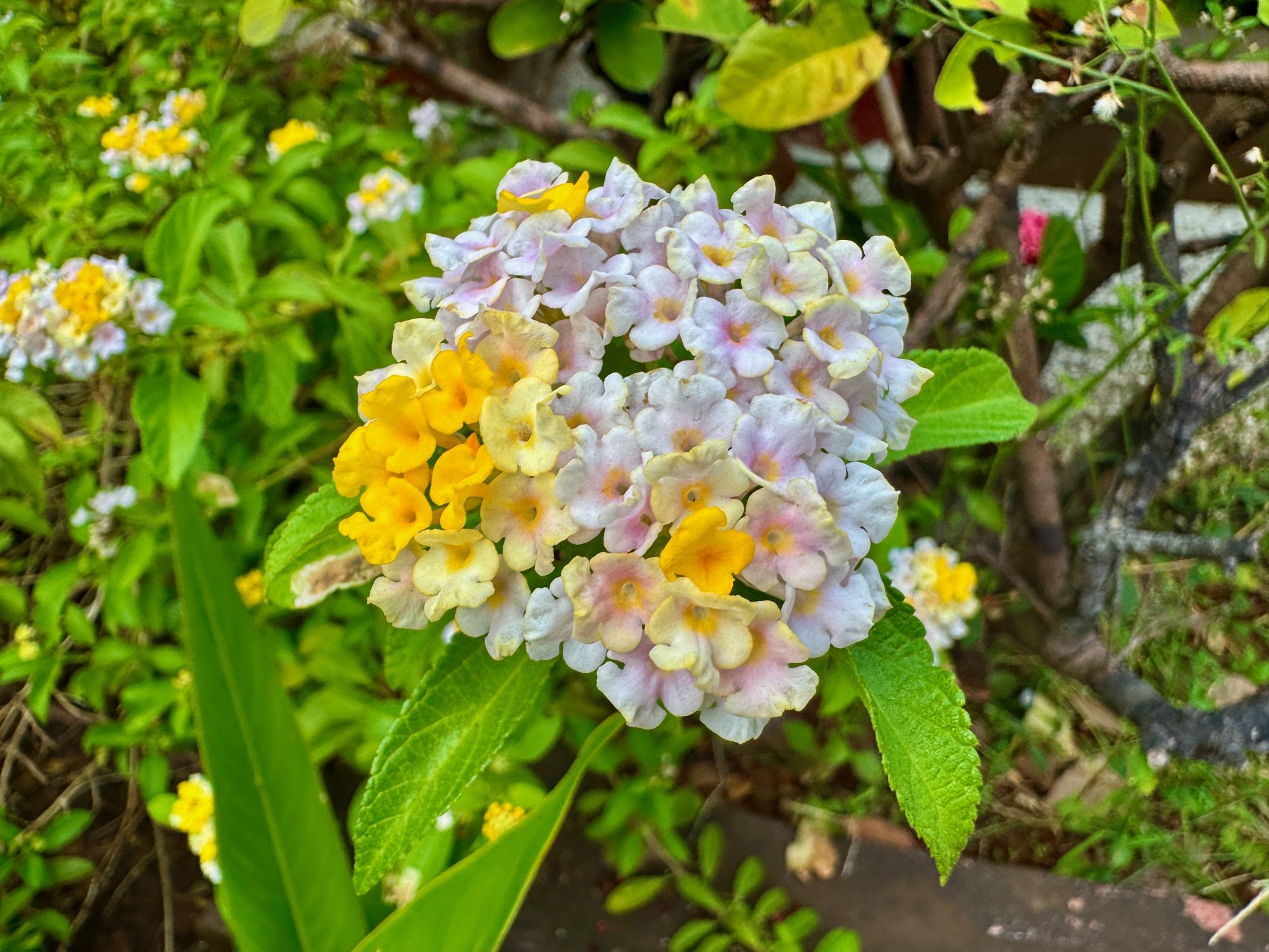 IMG_0358.jpeg