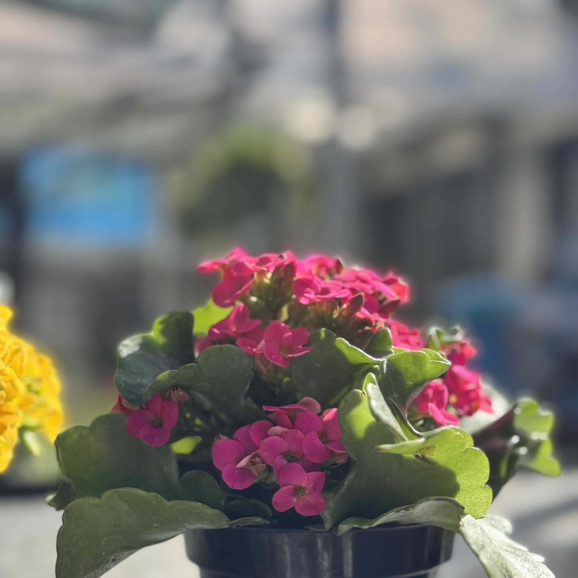 IMG_0494.jpeg