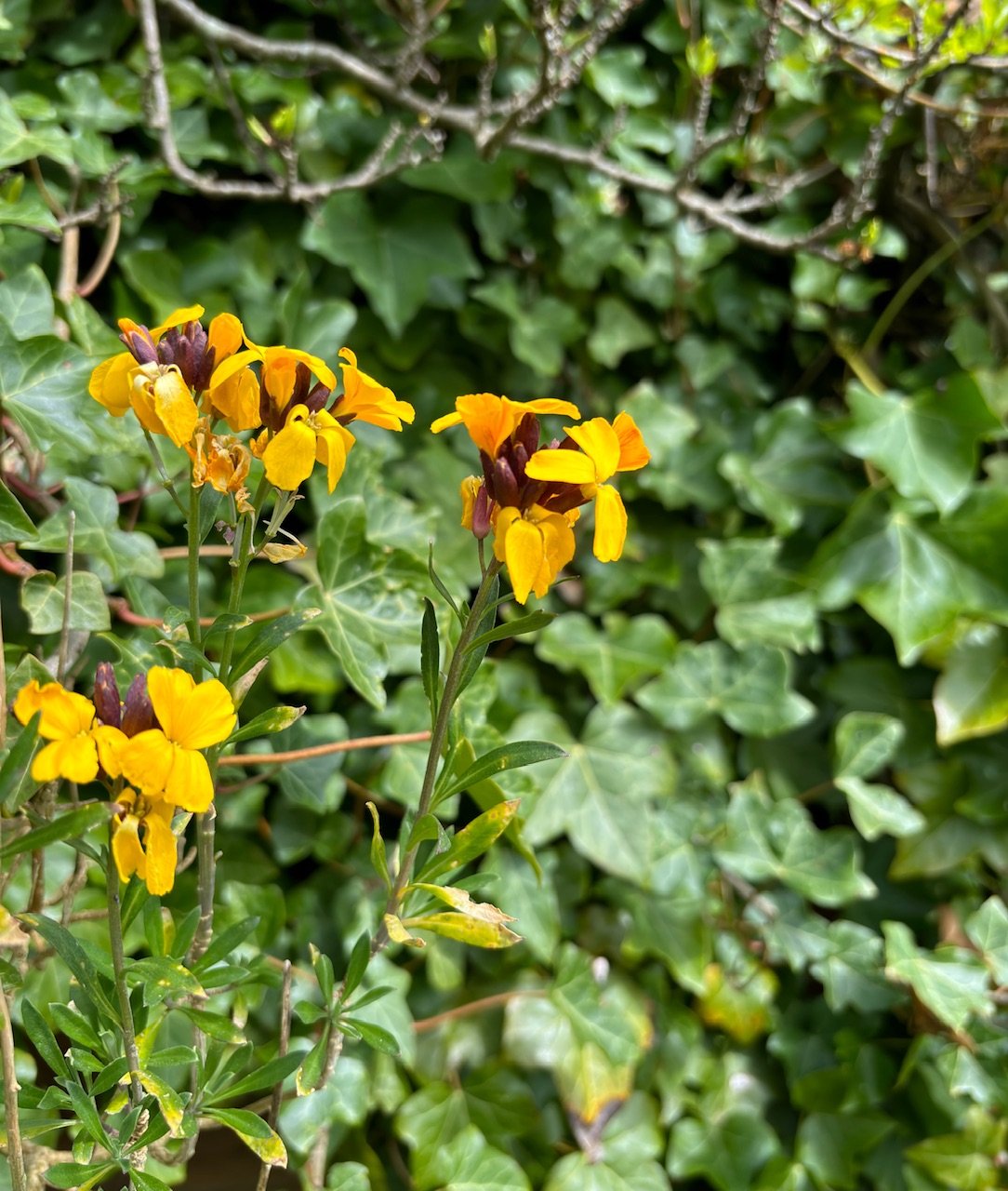 IMG_0529.jpeg