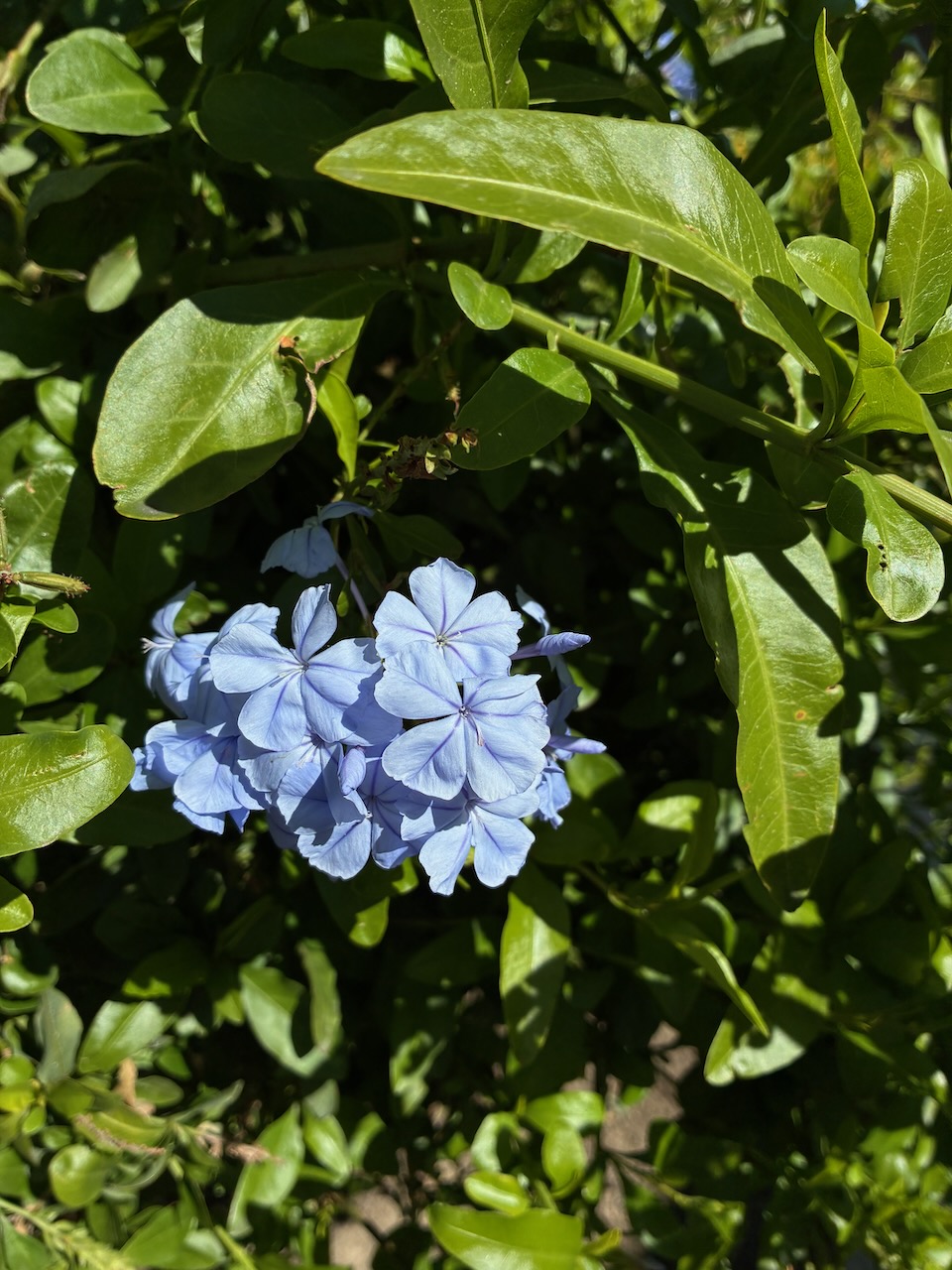 IMG_0601.jpeg