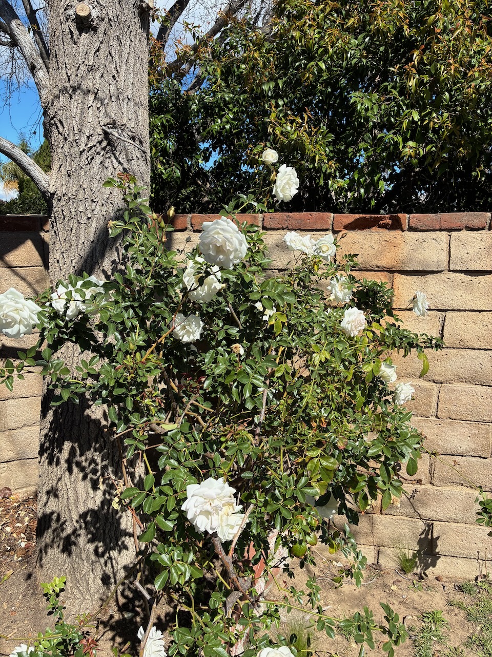 IMG_0615.jpeg