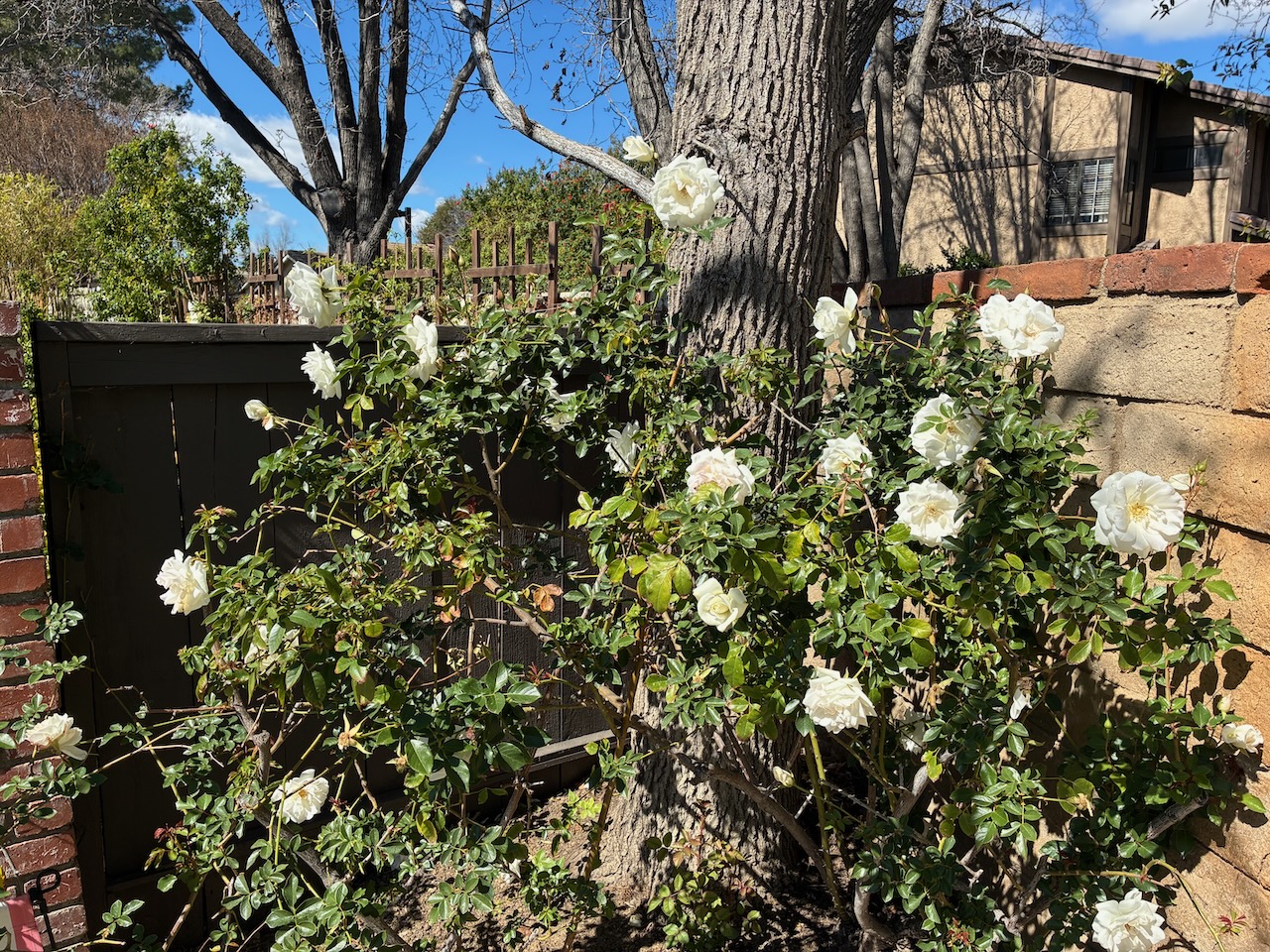 IMG_0616.jpeg