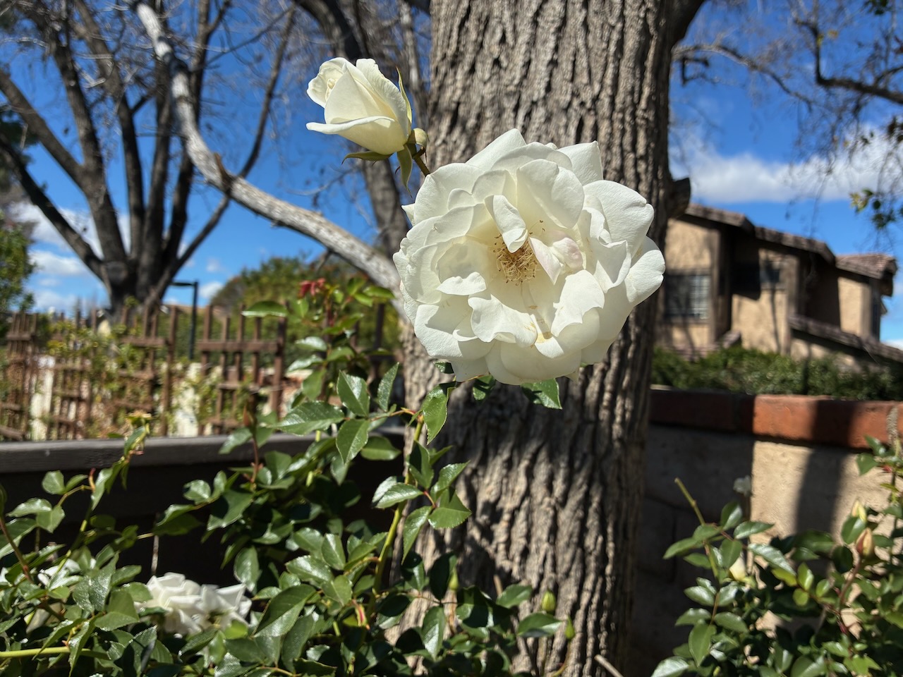 IMG_0617.jpeg