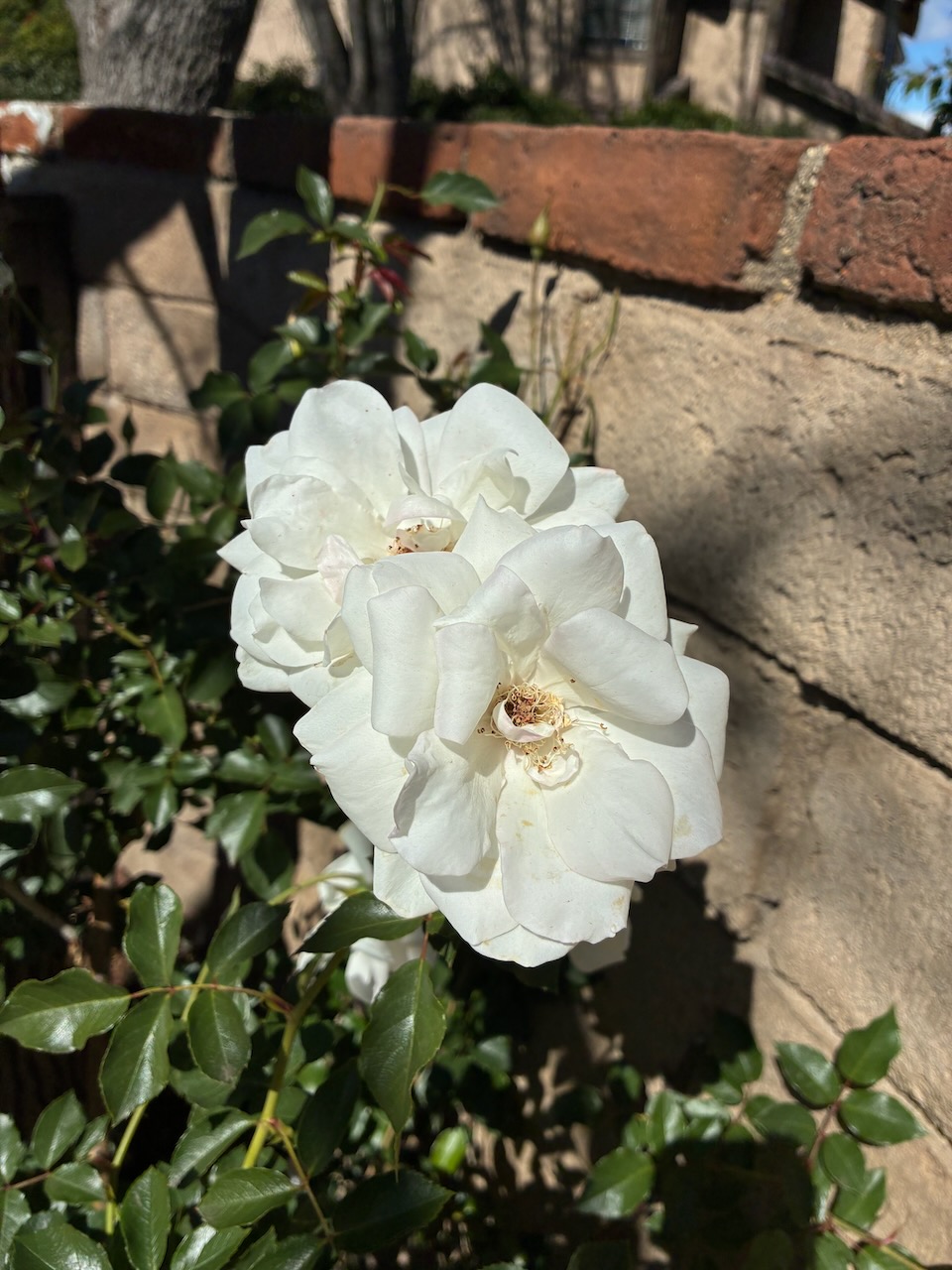 IMG_0619.jpeg