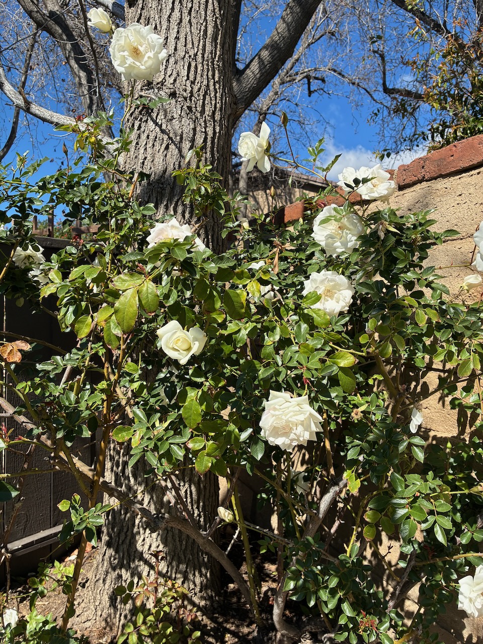 IMG_0620.jpeg