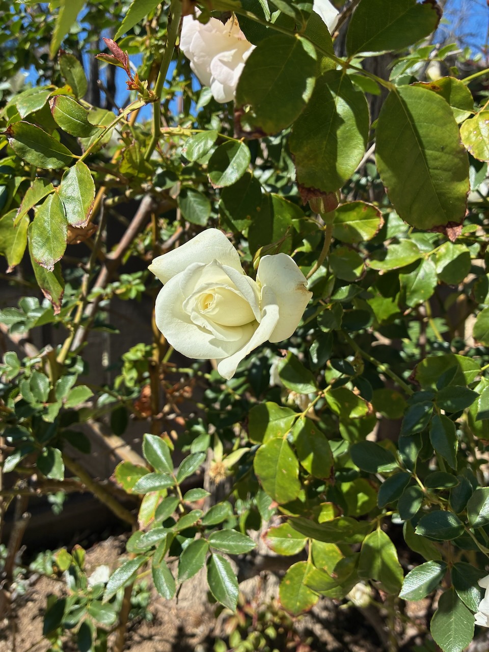 IMG_0621.jpeg