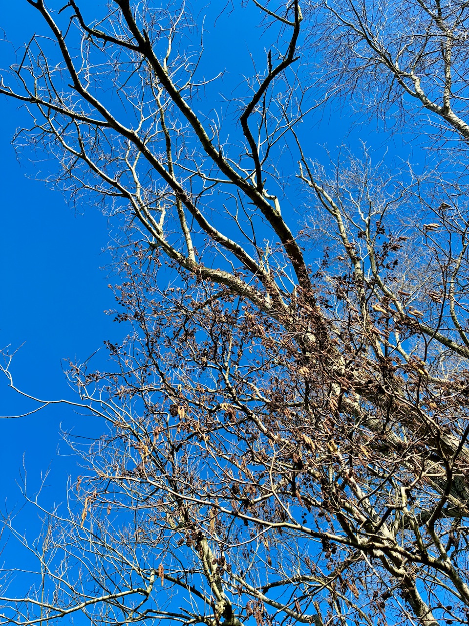 IMG_0733.jpeg