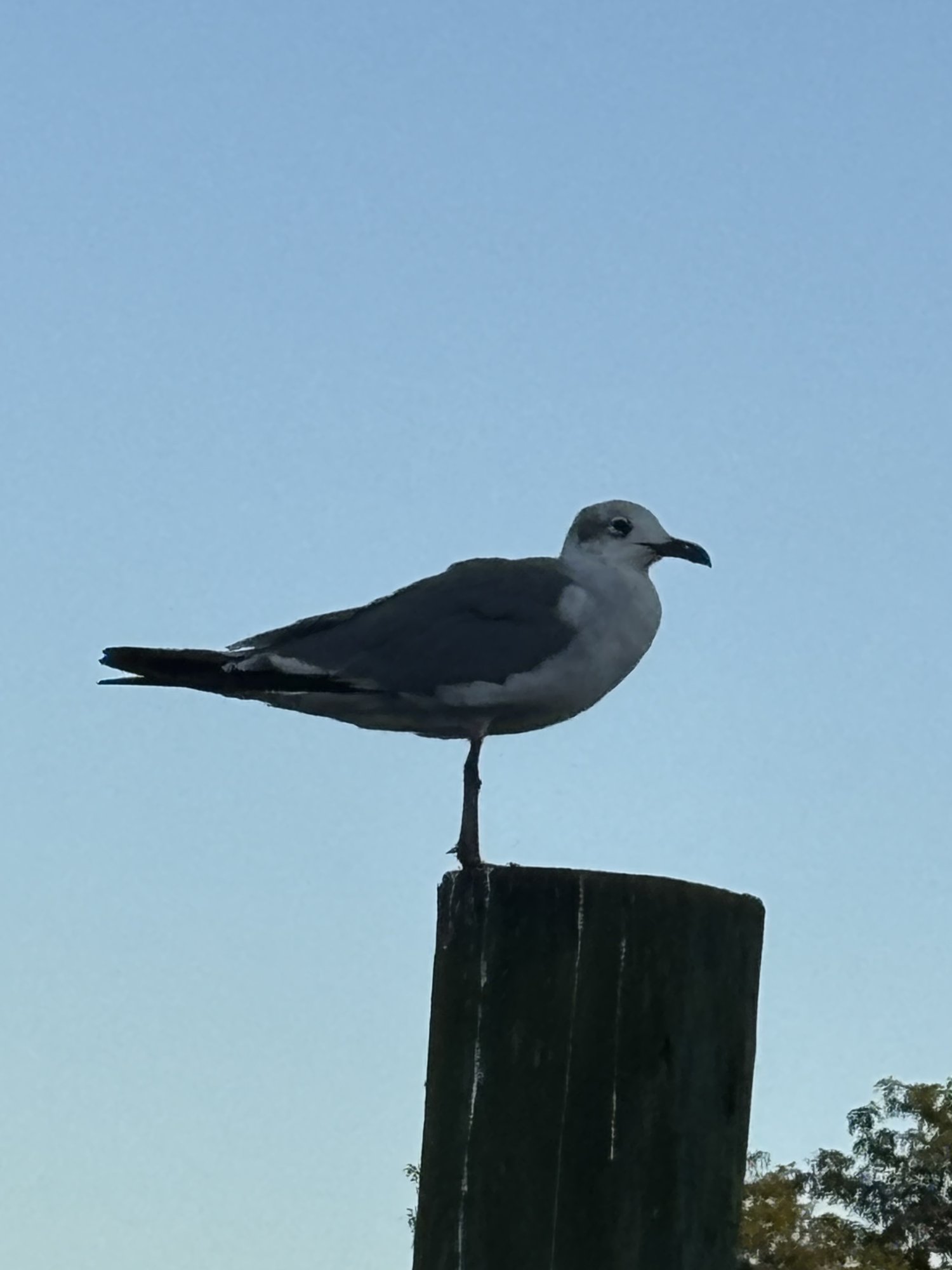 IMG_0737.jpeg
