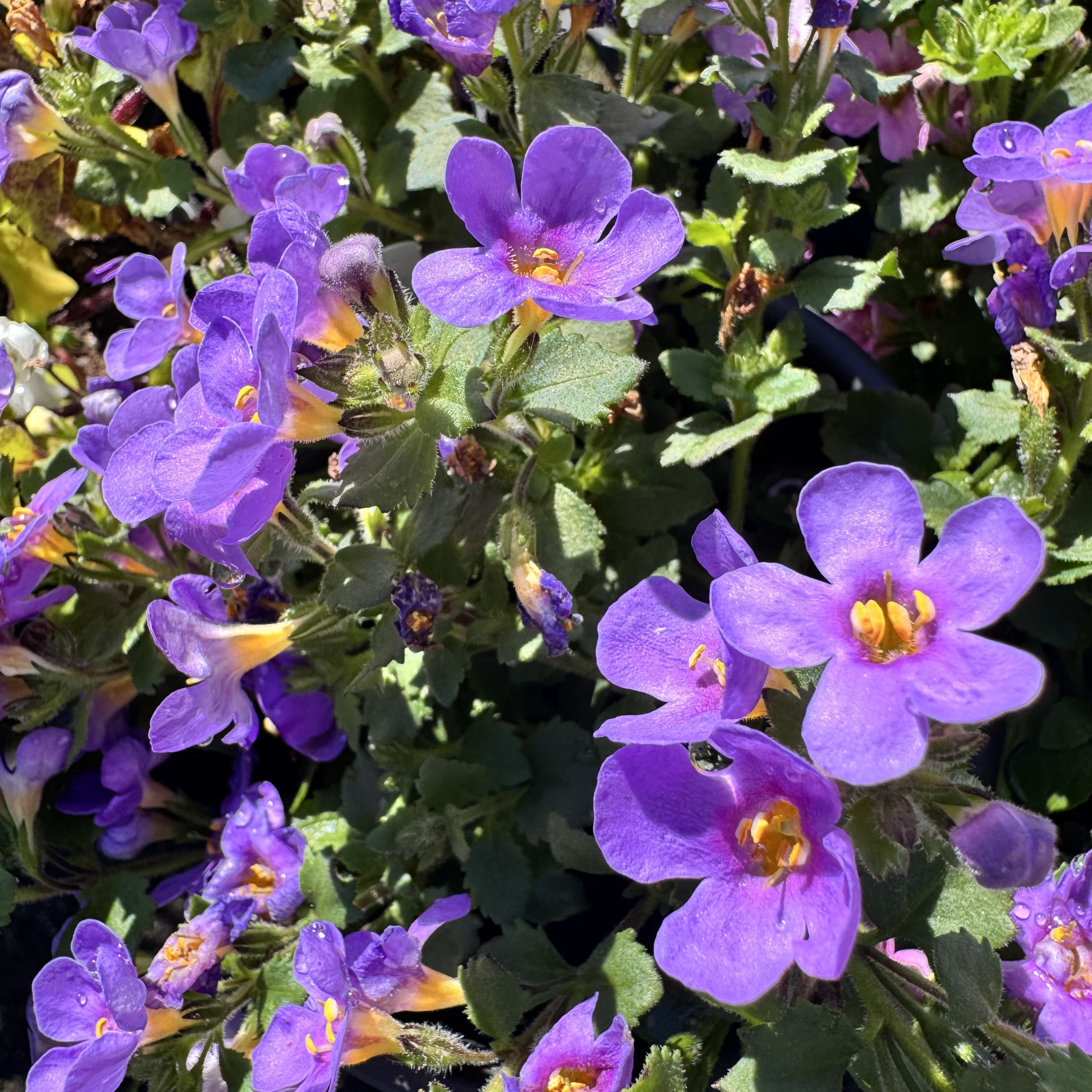 IMG_0785.jpeg
