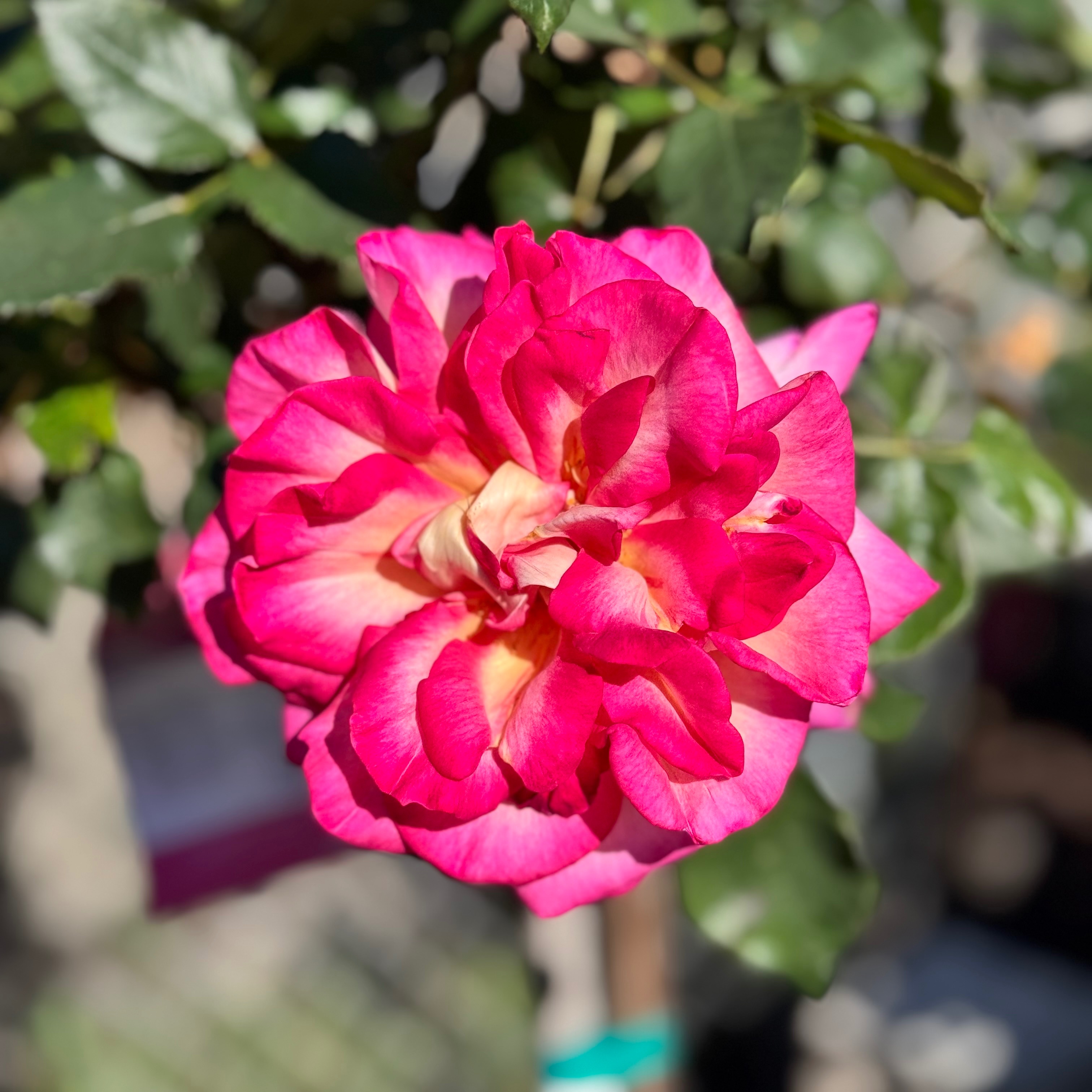 IMG_0796.jpeg