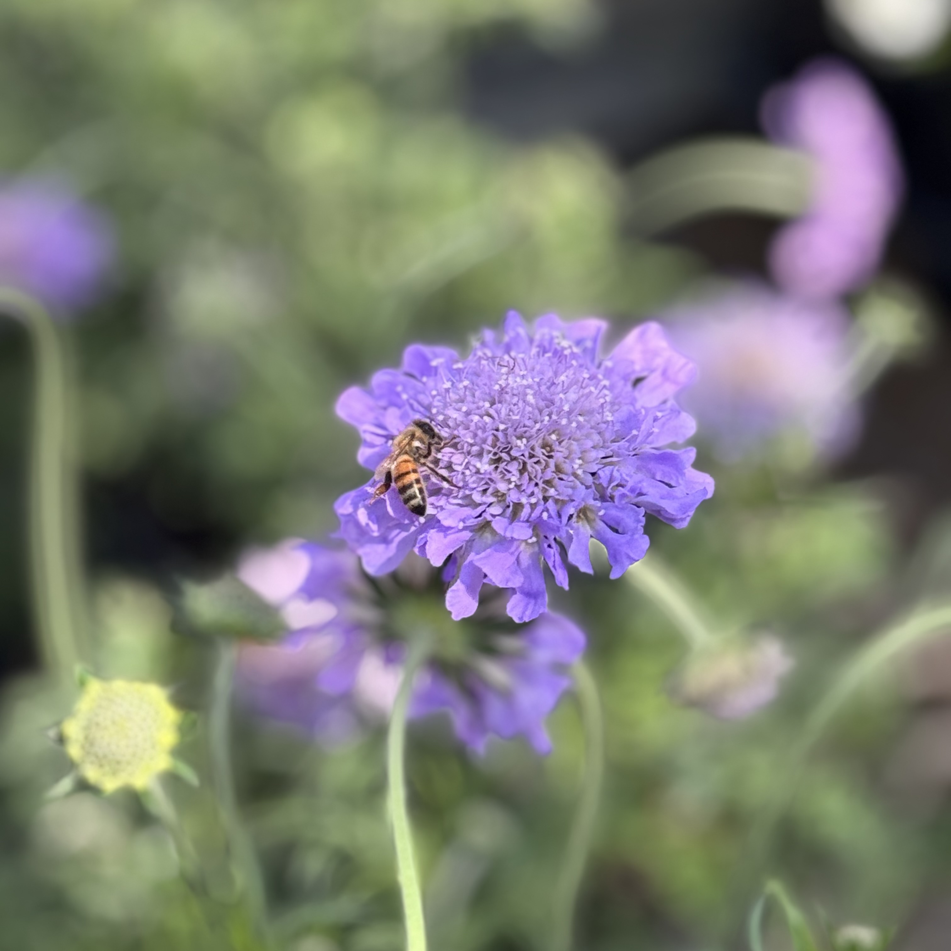 IMG_0839.jpeg