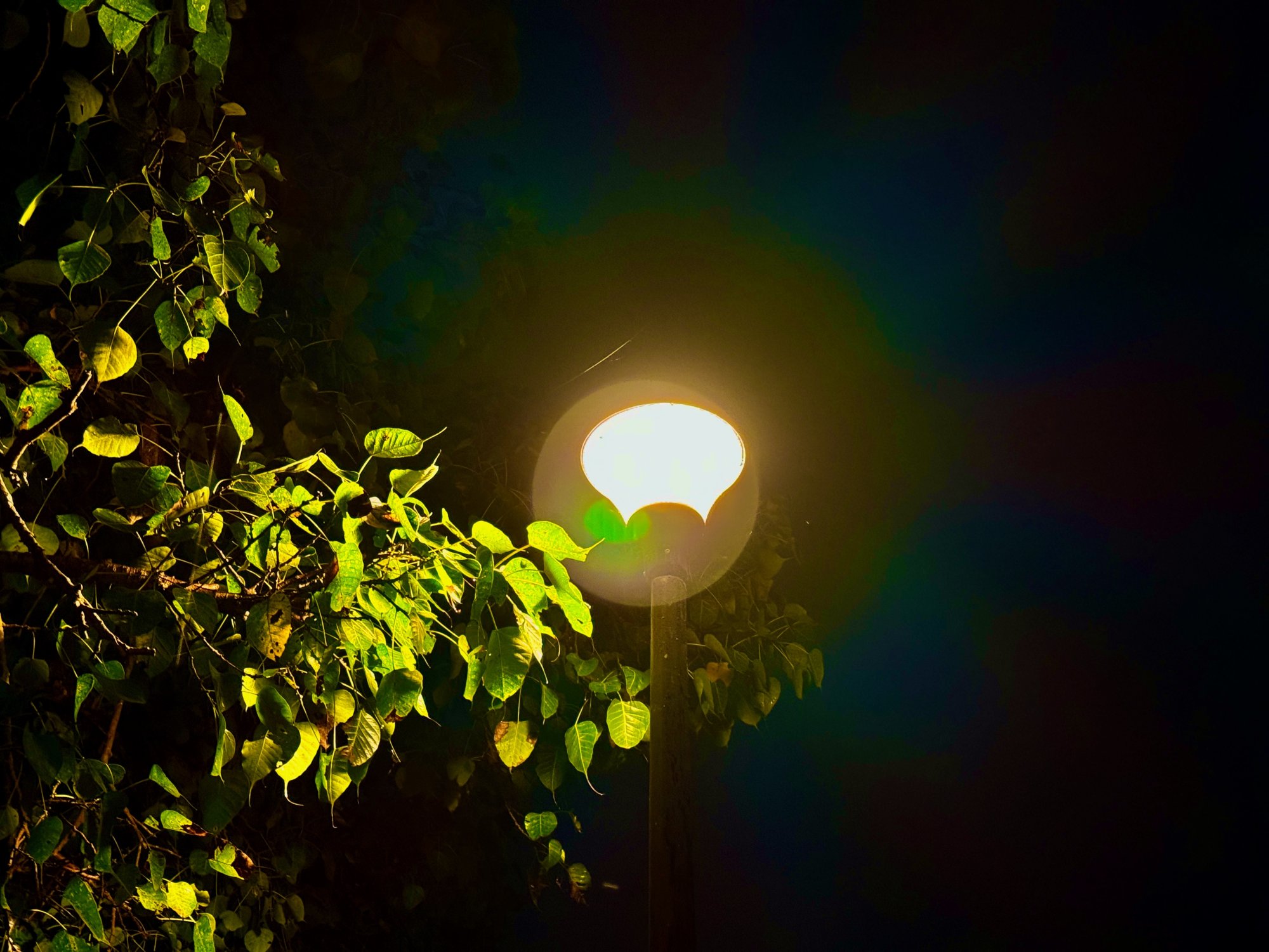 IMG_1007.jpeg