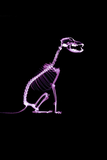 IMG_1010.PNG