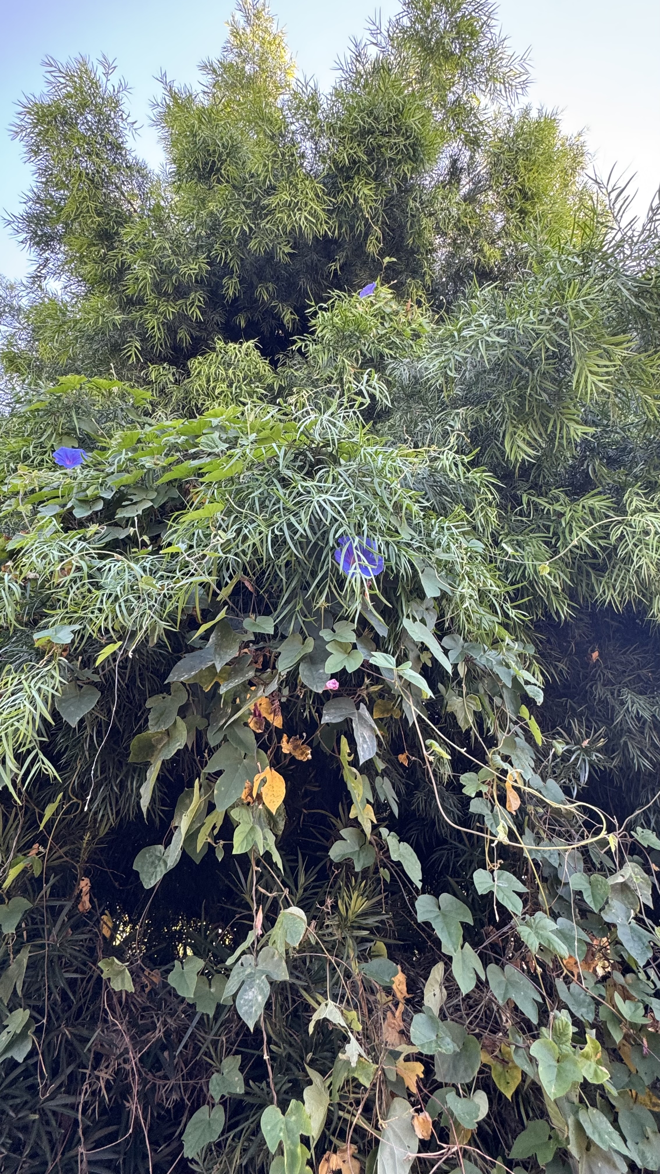IMG_1022.jpeg