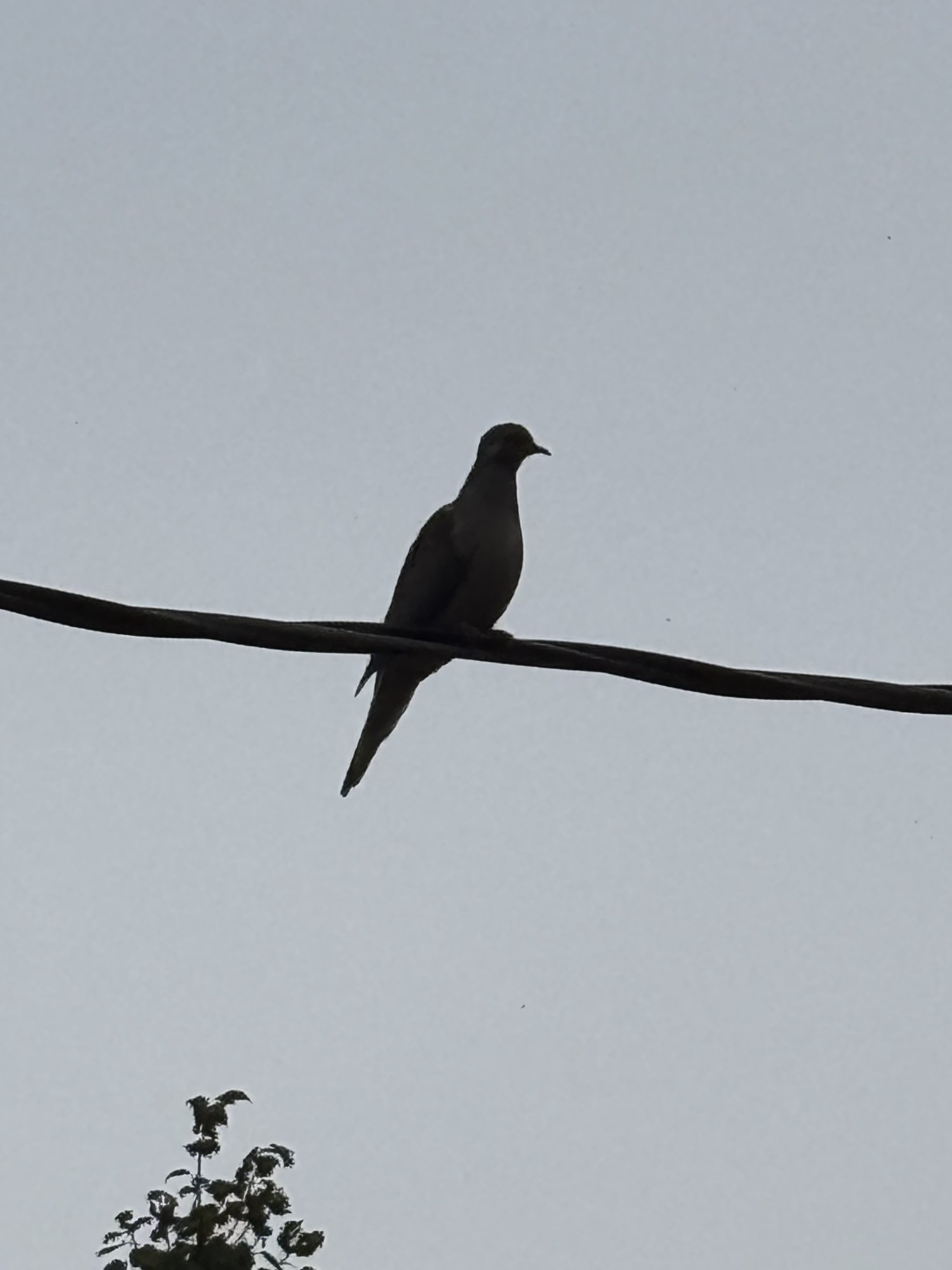 IMG_1024.jpeg