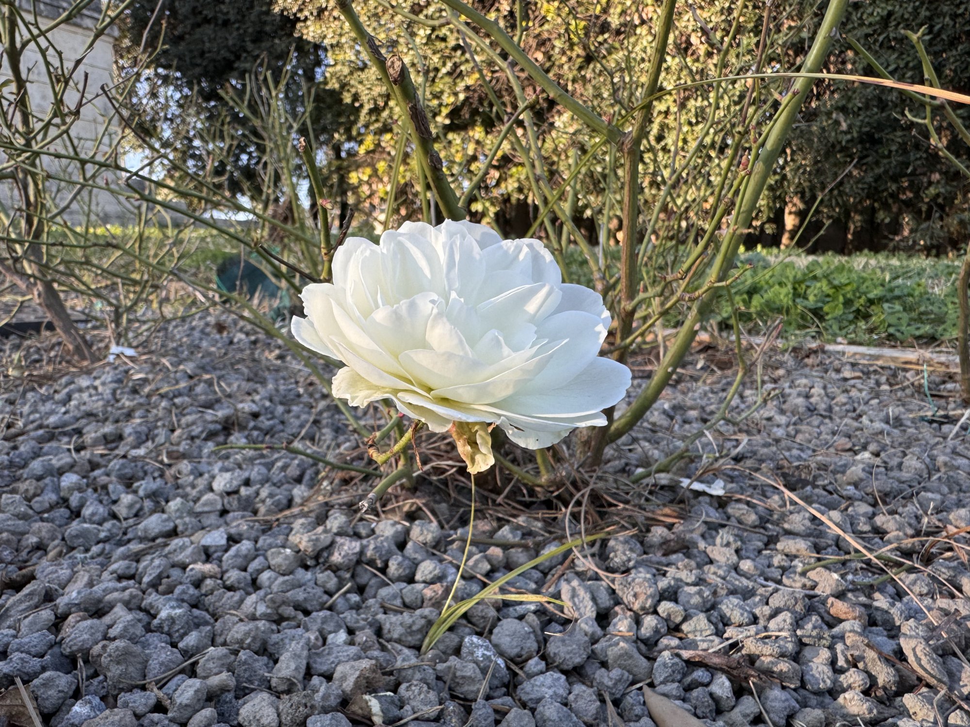 IMG_1090.jpeg