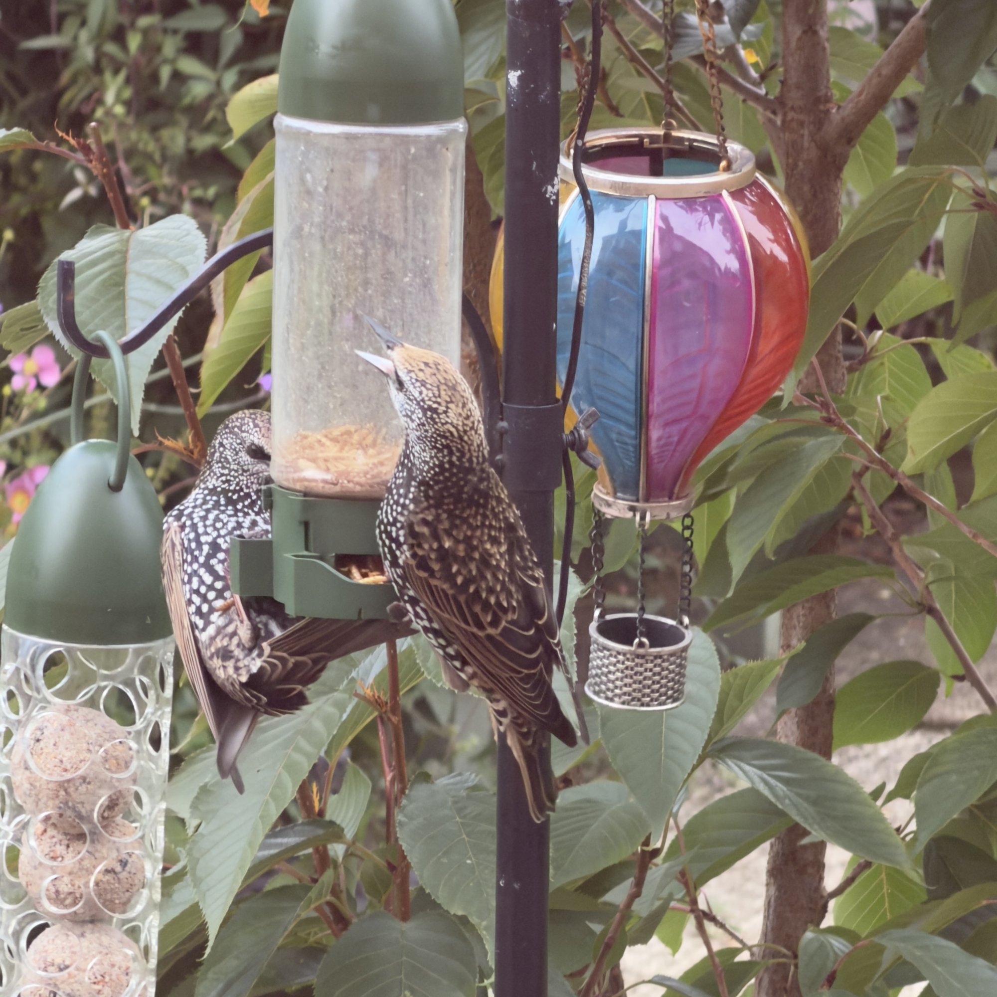IMG_1158.jpeg
