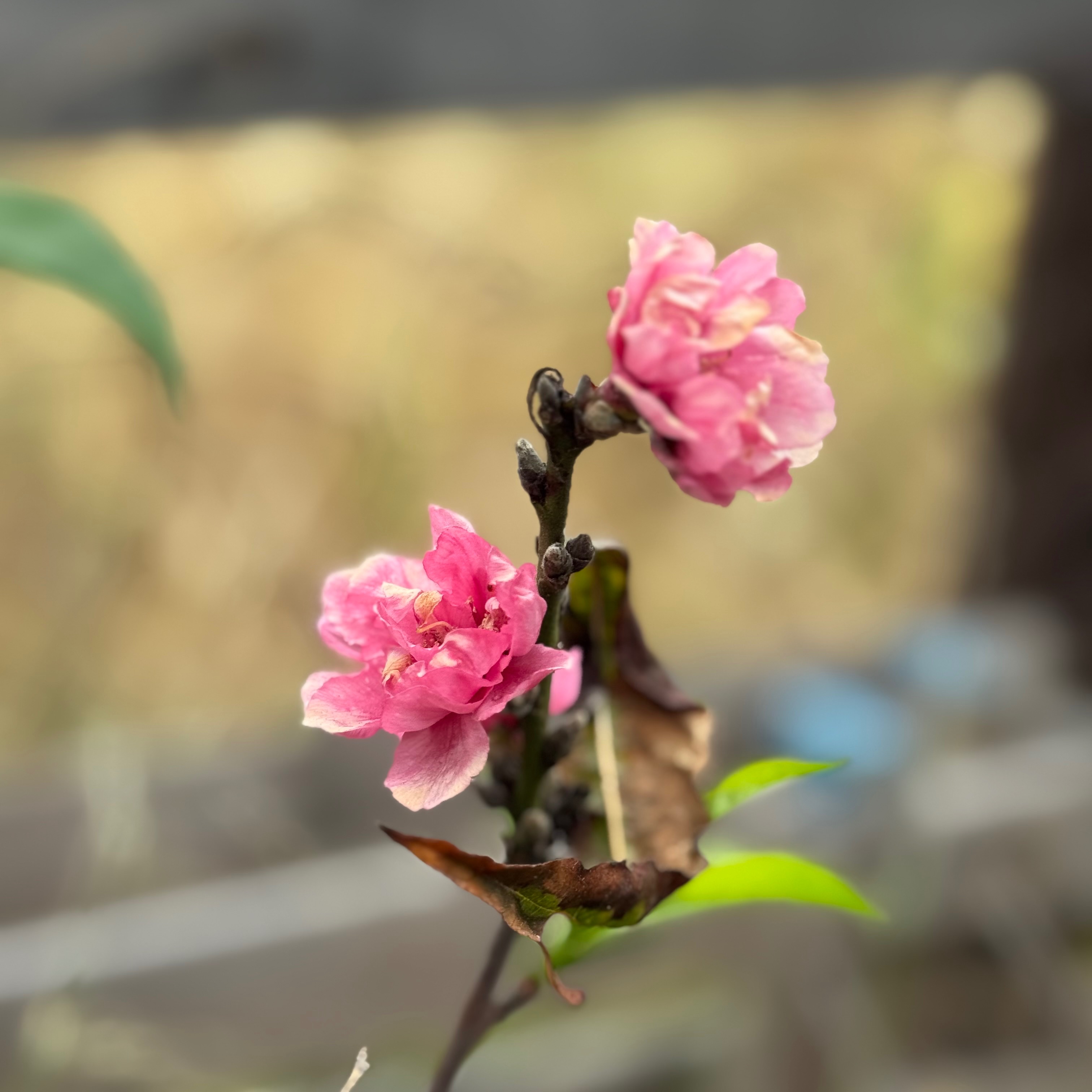 IMG_1251.jpeg