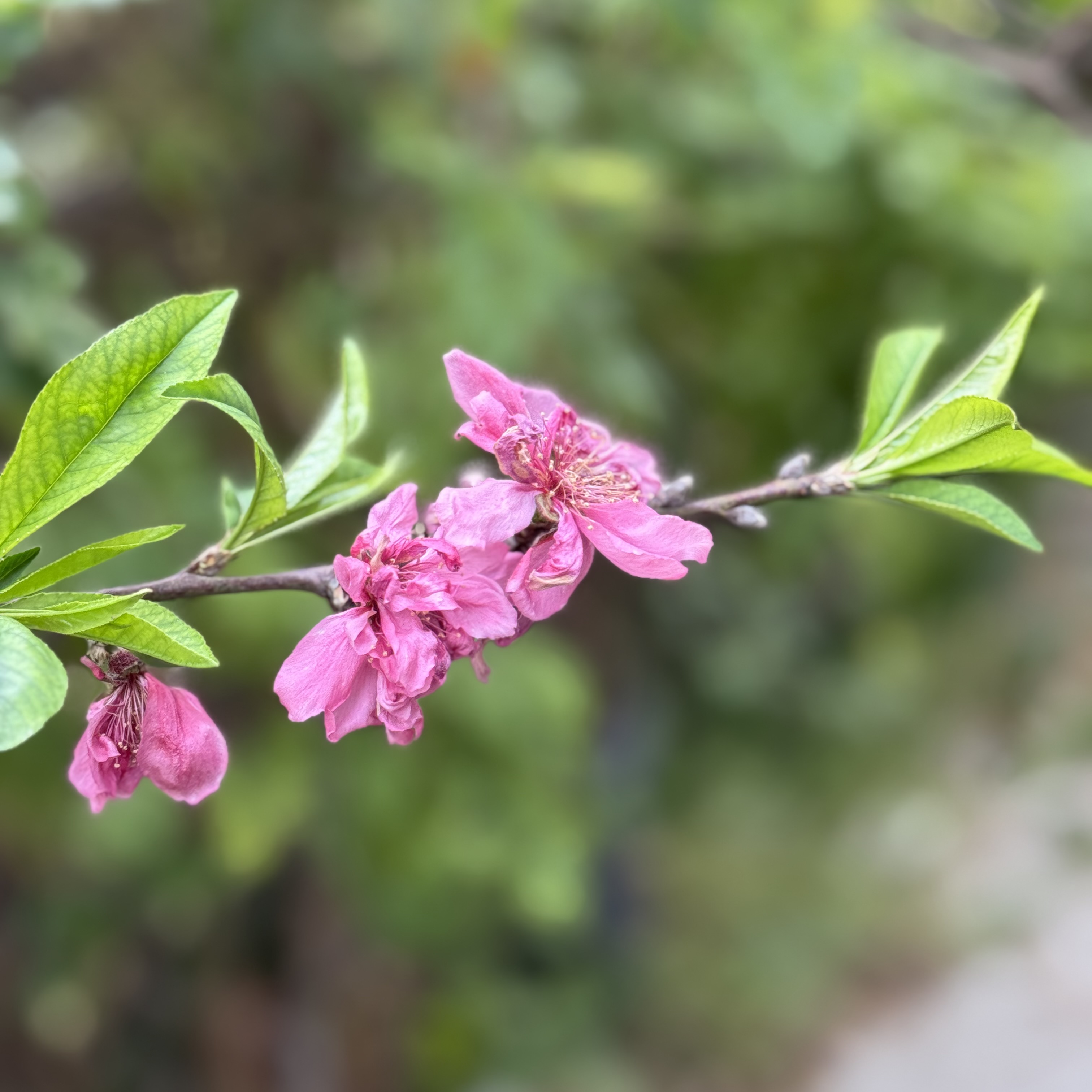 IMG_1252.jpeg
