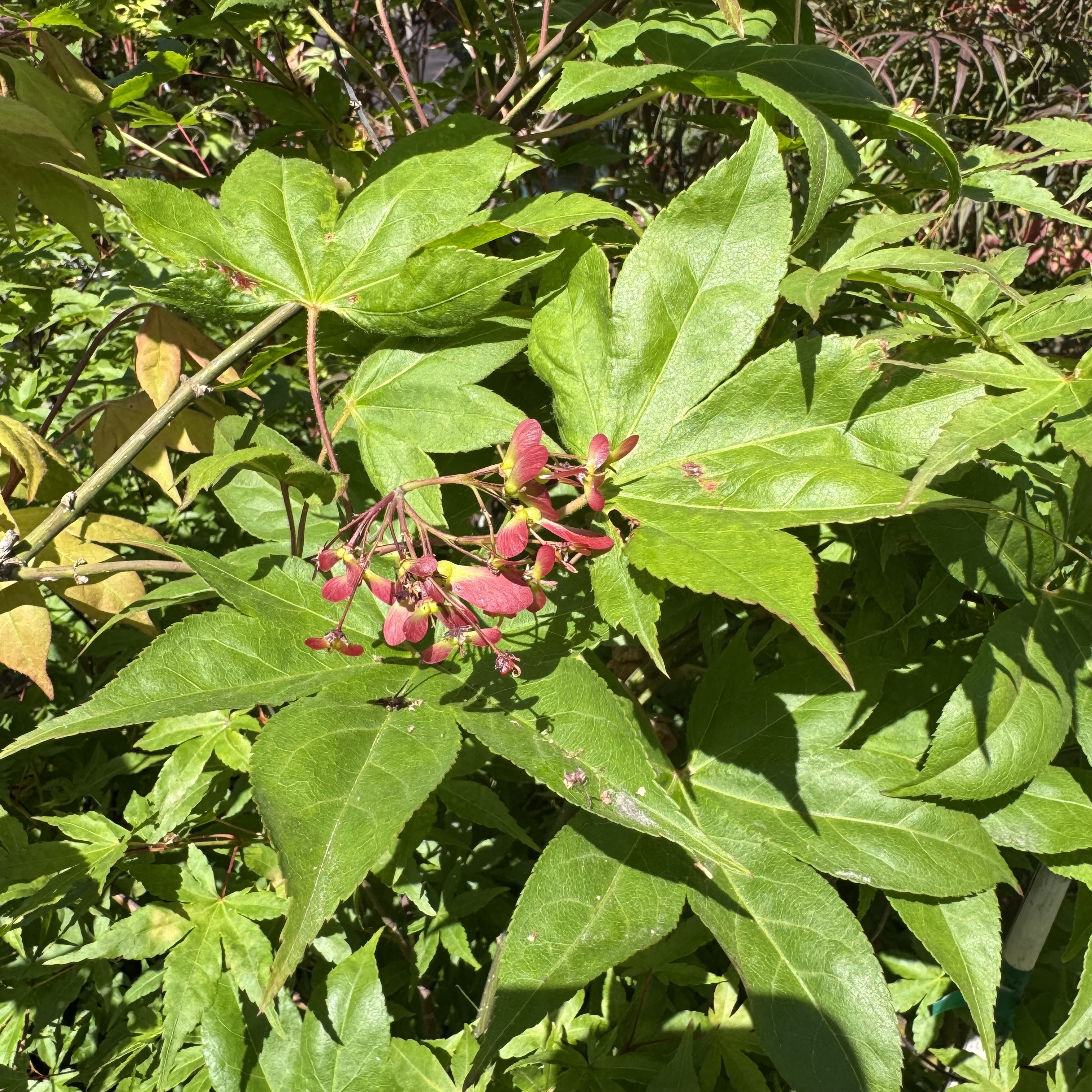 IMG_1302.jpeg