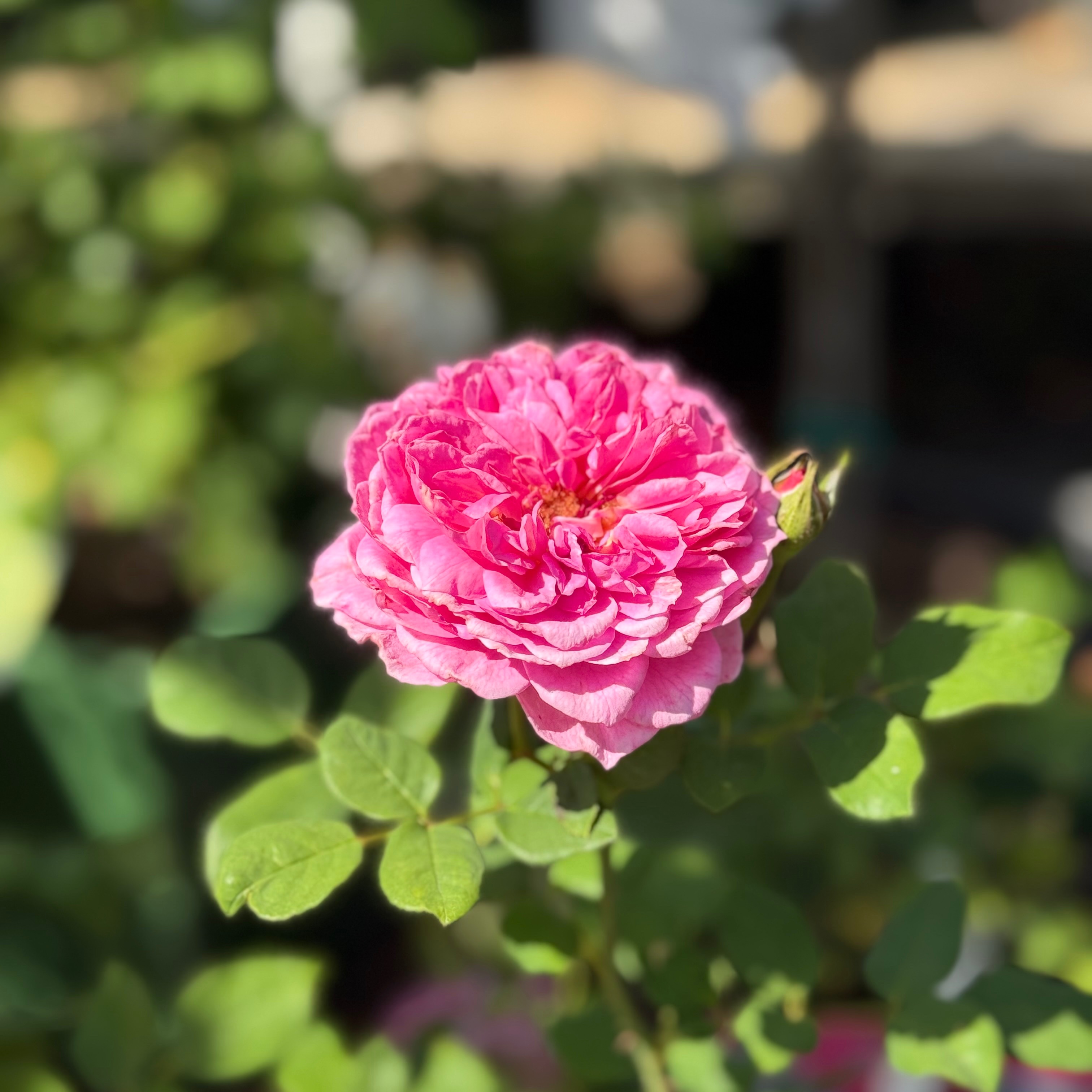IMG_1310.jpeg