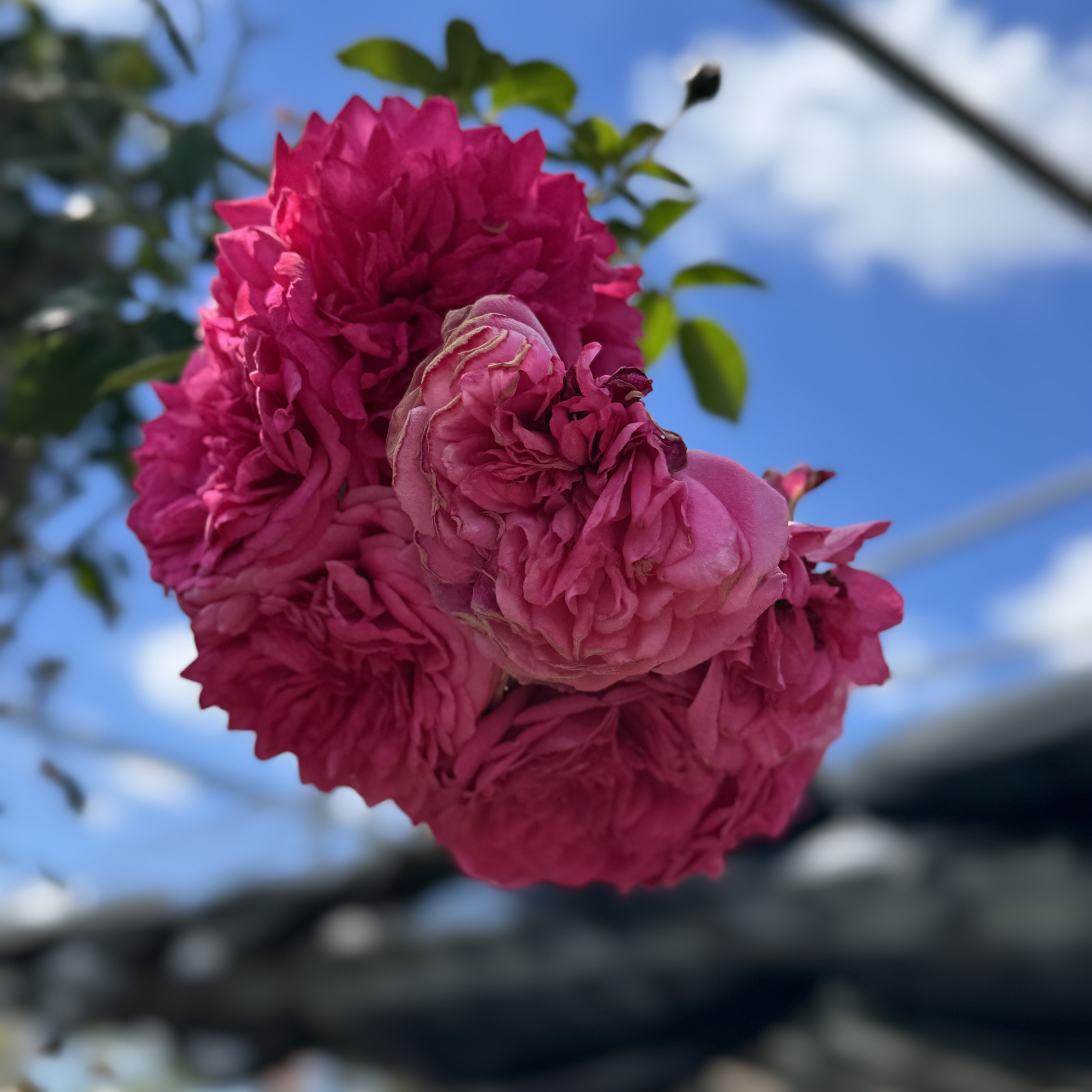 IMG_1393.jpeg