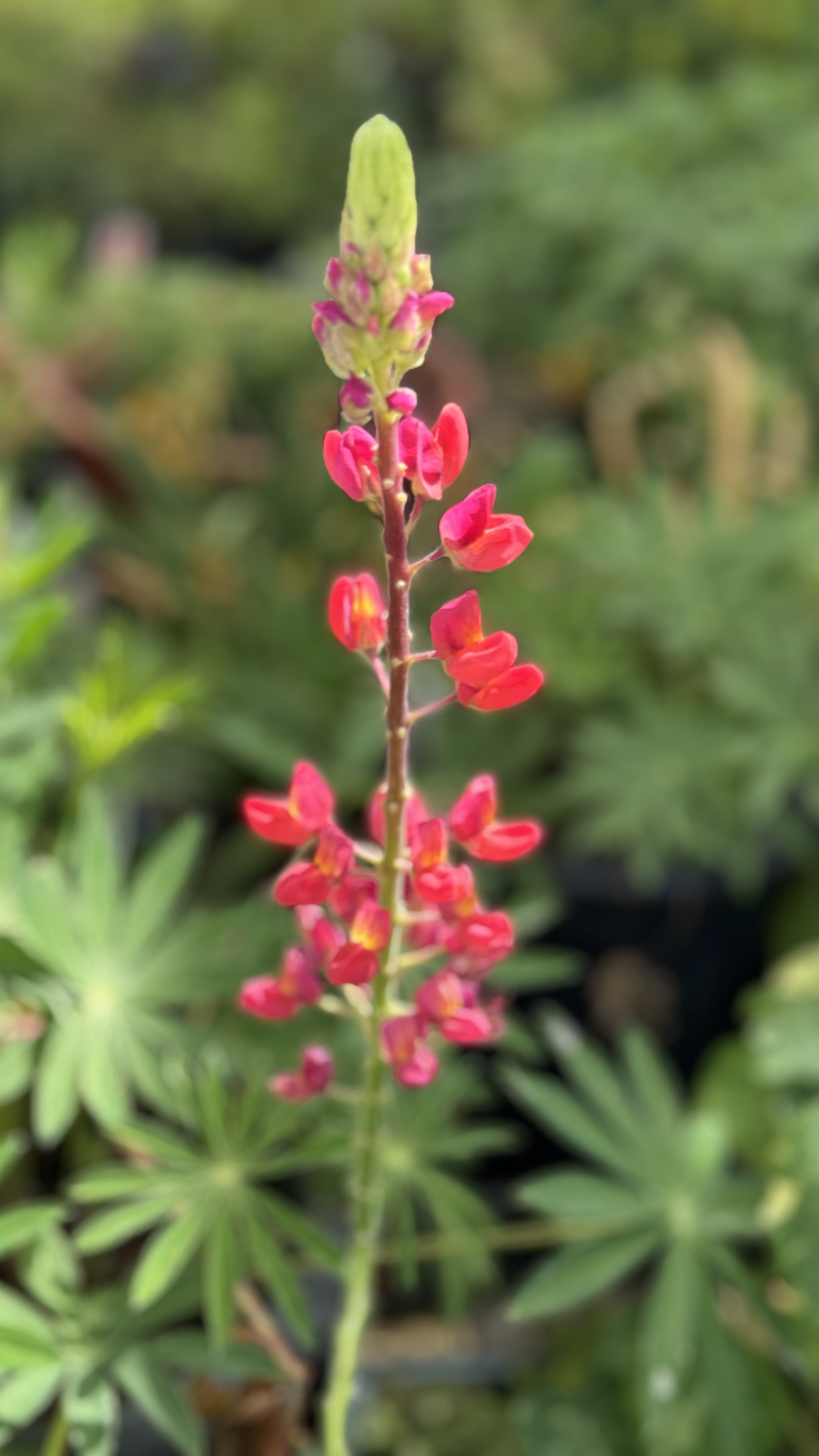 IMG_1405.jpeg