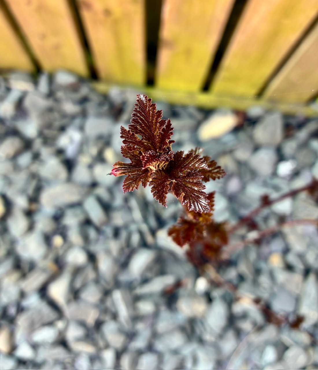 IMG_1486.jpeg