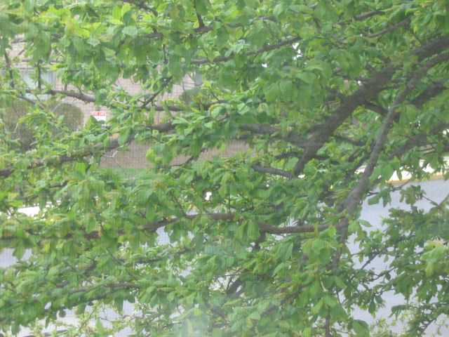 IMG_1585.jpg