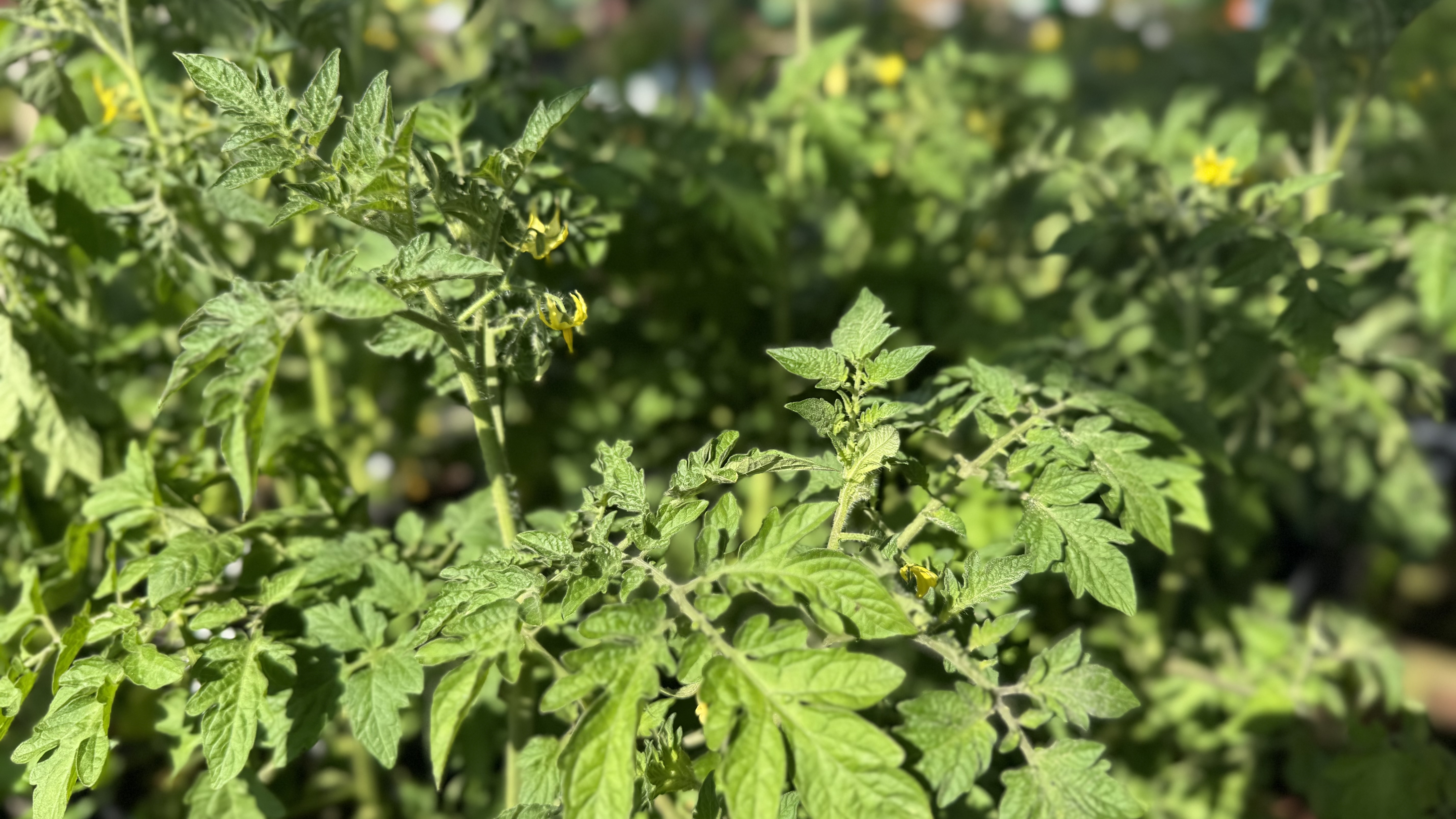 IMG_1605.jpeg