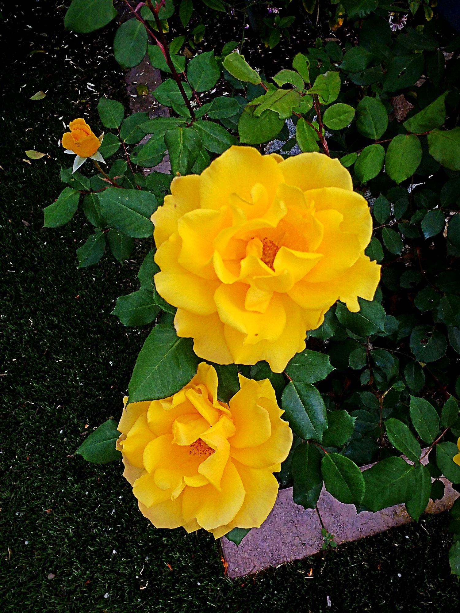 IMG_20250425_163102 xv2.jpg