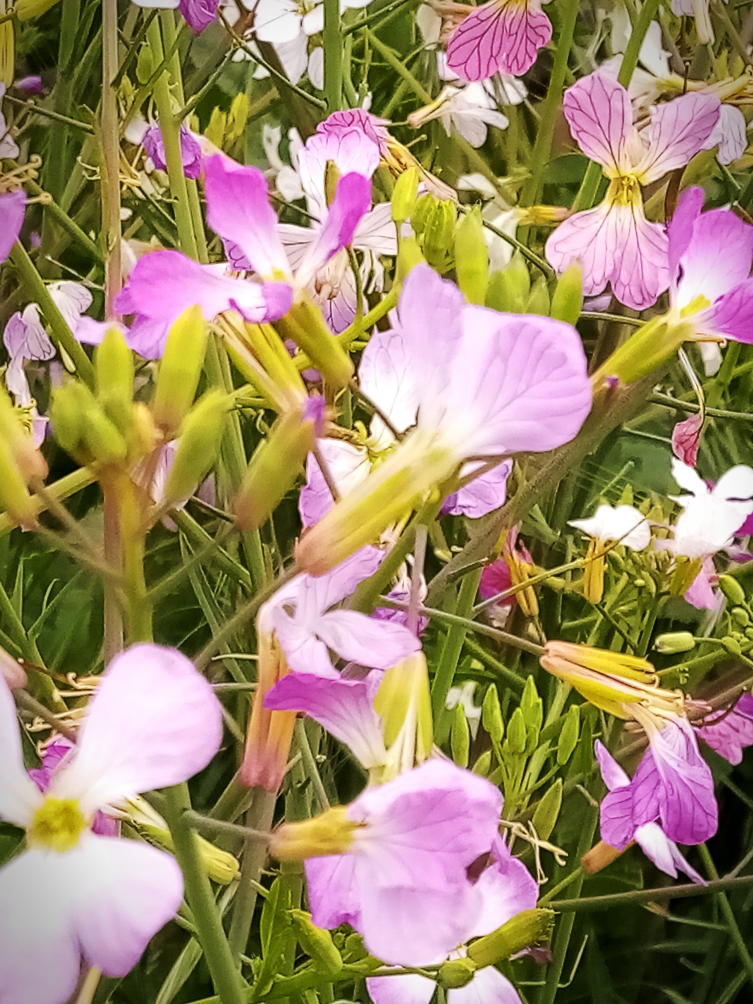 IMG_20250501_084525 xv.jpg