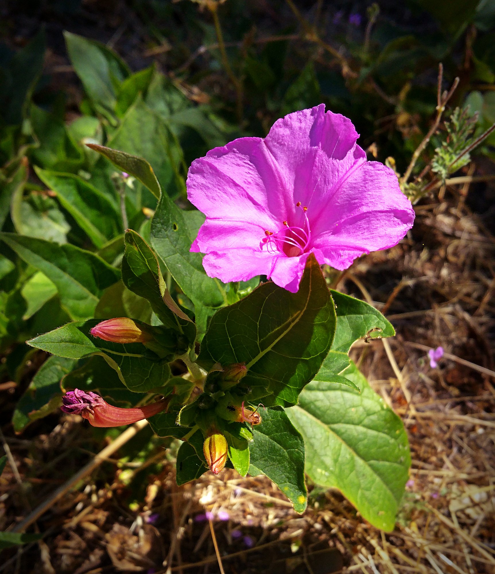 IMG_20250630_094909 cropxvS.jpg