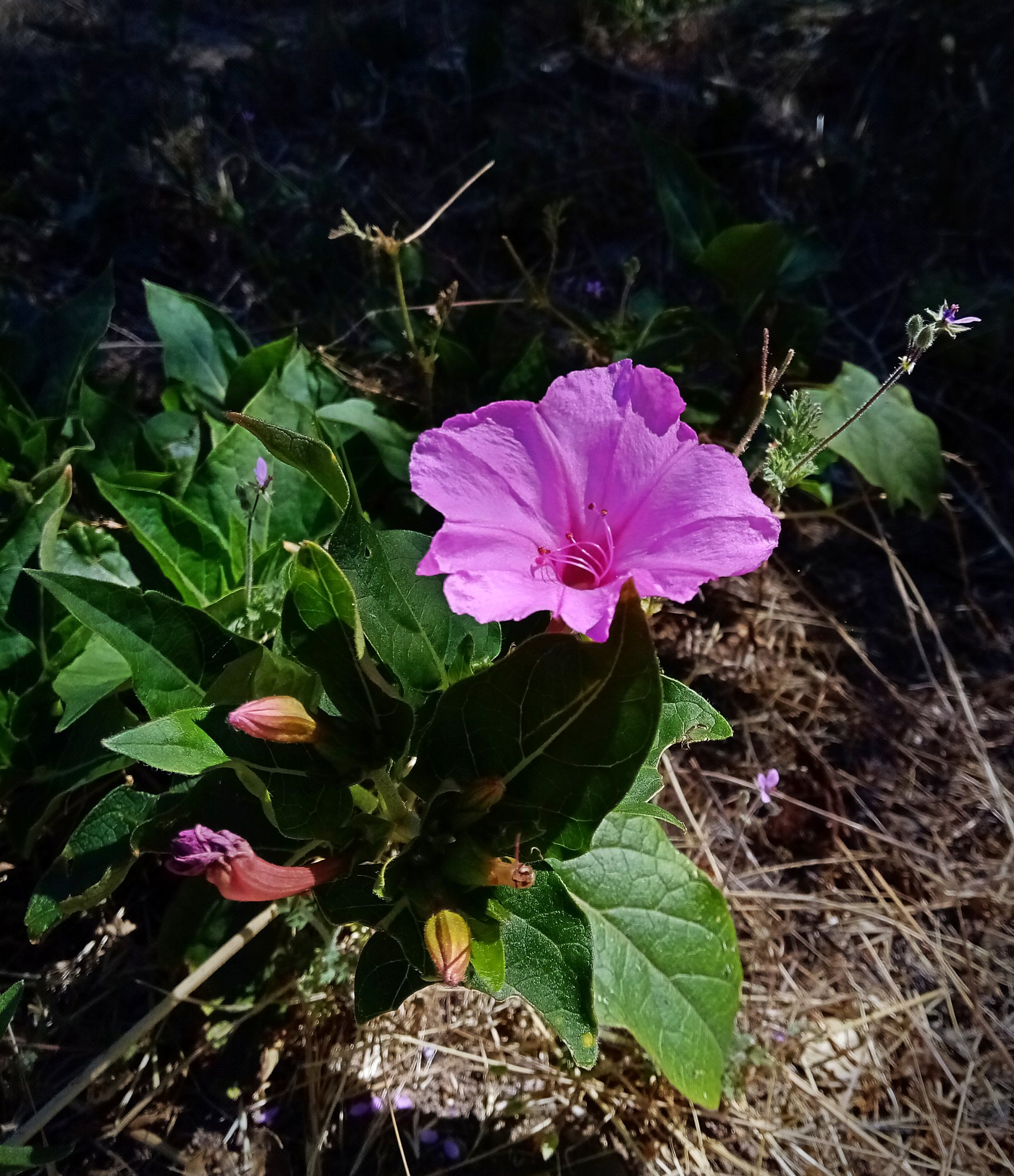 IMG_20250630_094952 cropxv.jpg