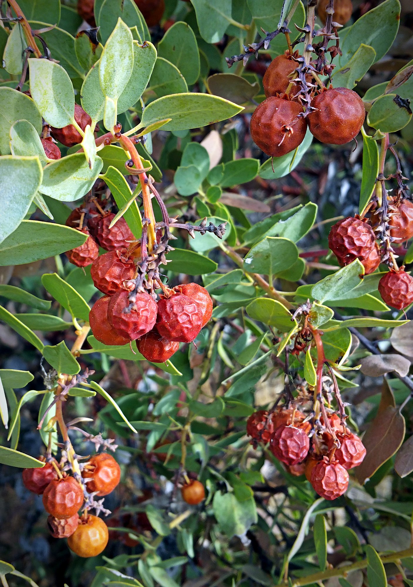 IMG_20250708_074718 cropxv.jpg