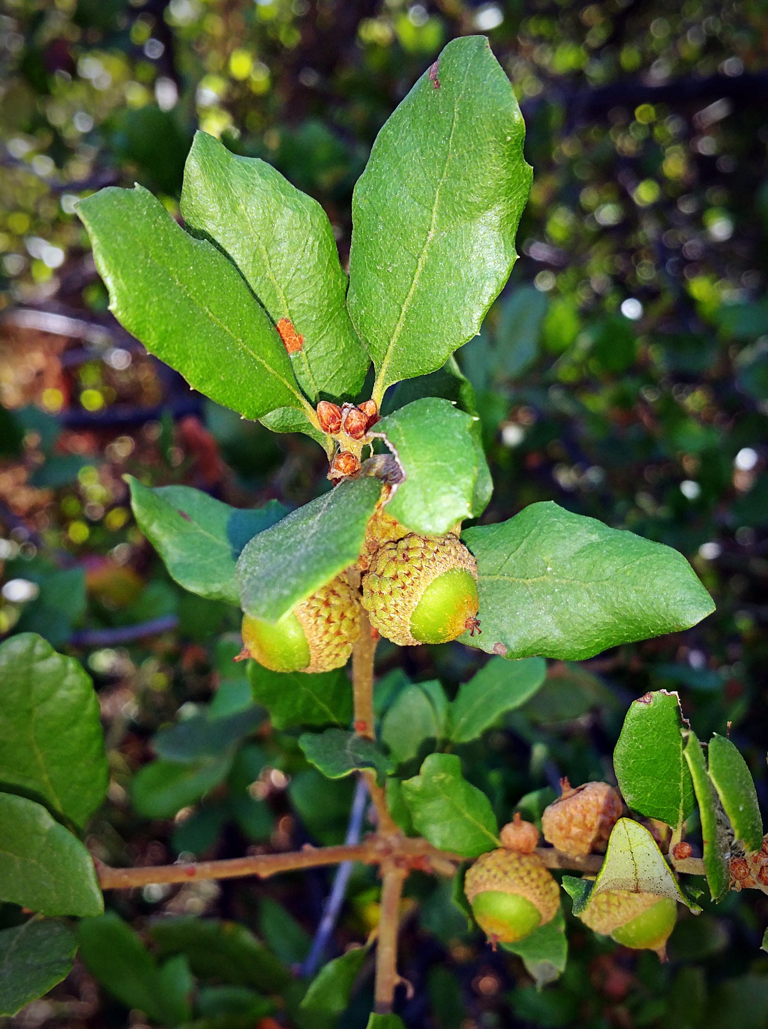 IMG_20250728_085556 cropx.jpg