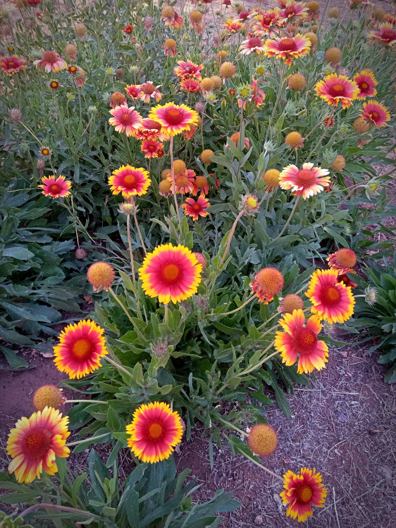 IMG_20250819_184845 xv.jpg