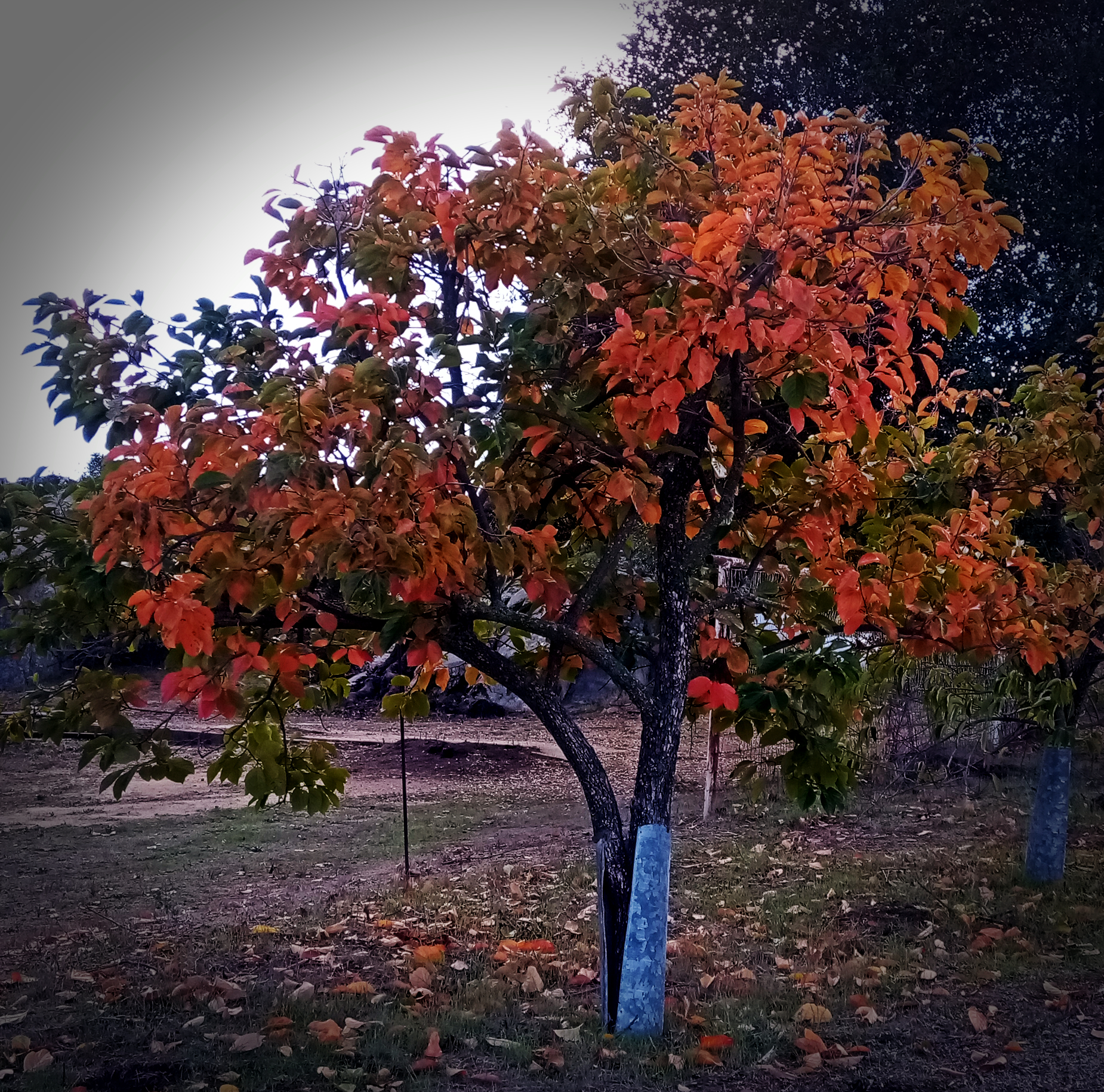 IMG_20251119_103755 cropxv.jpg