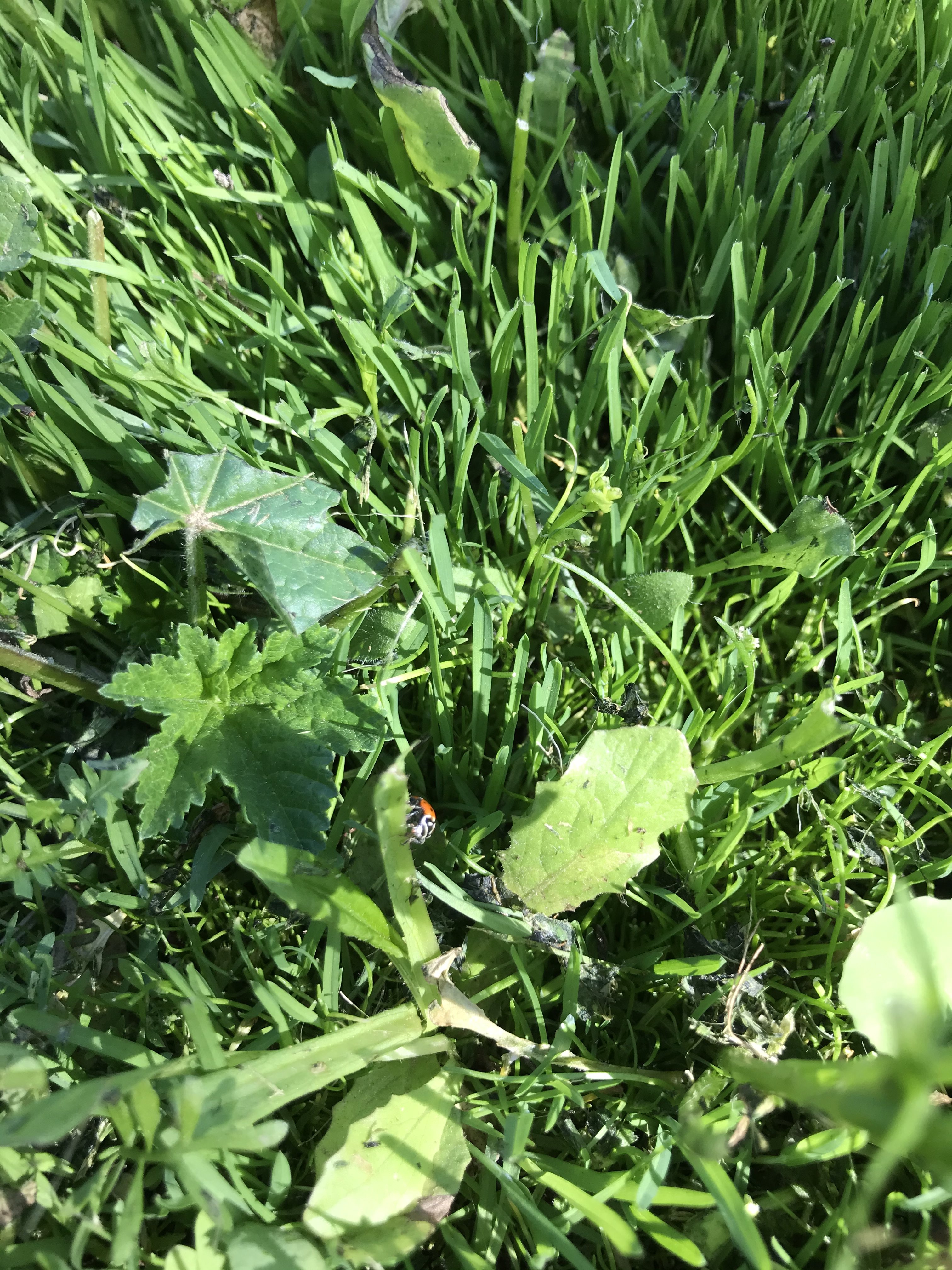 IMG_2086.jpeg