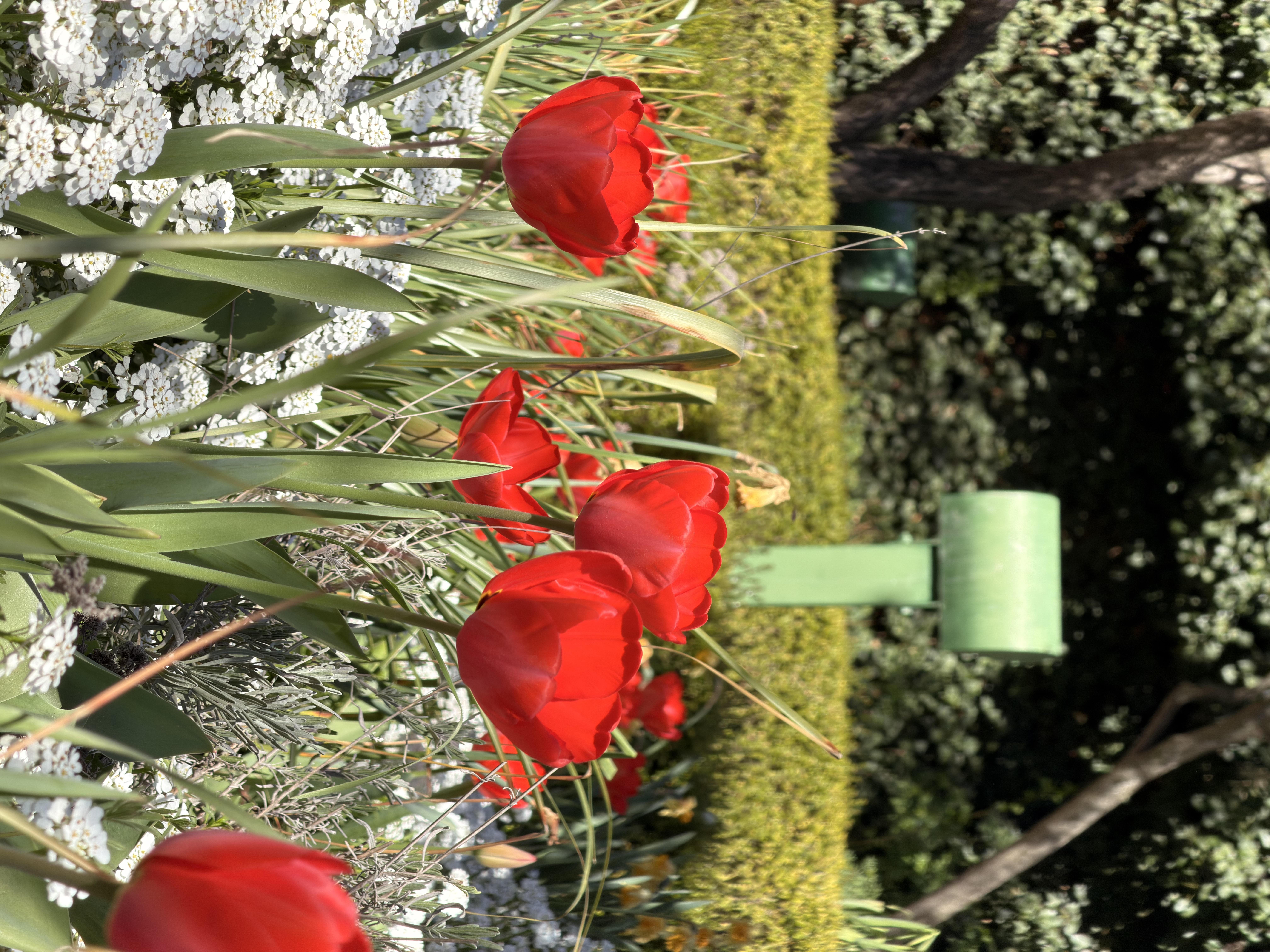 IMG_2217.jpeg
